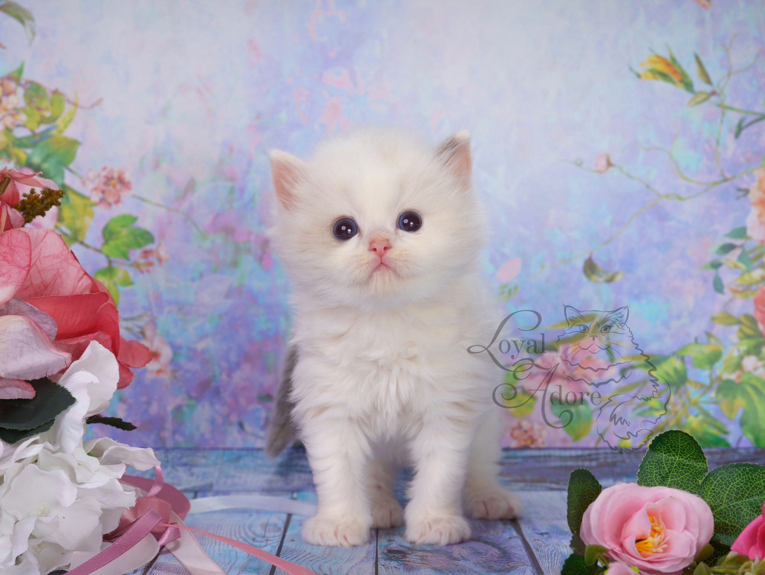 Котята рэгдолл от Loyal Adore. Питомник рэгдолл Loyal Adore