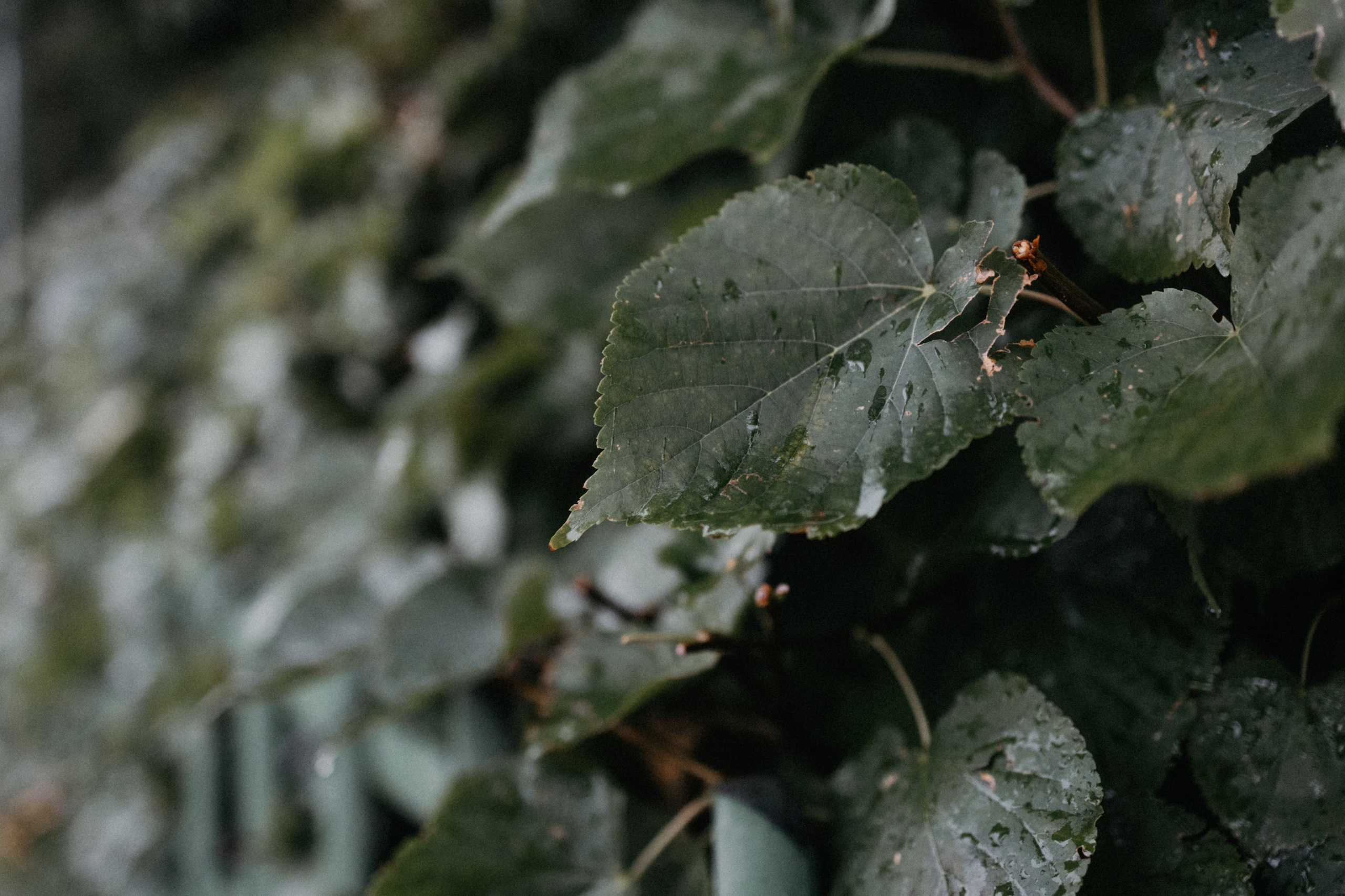 Город дождей. Семейный фотограф в Белгороде