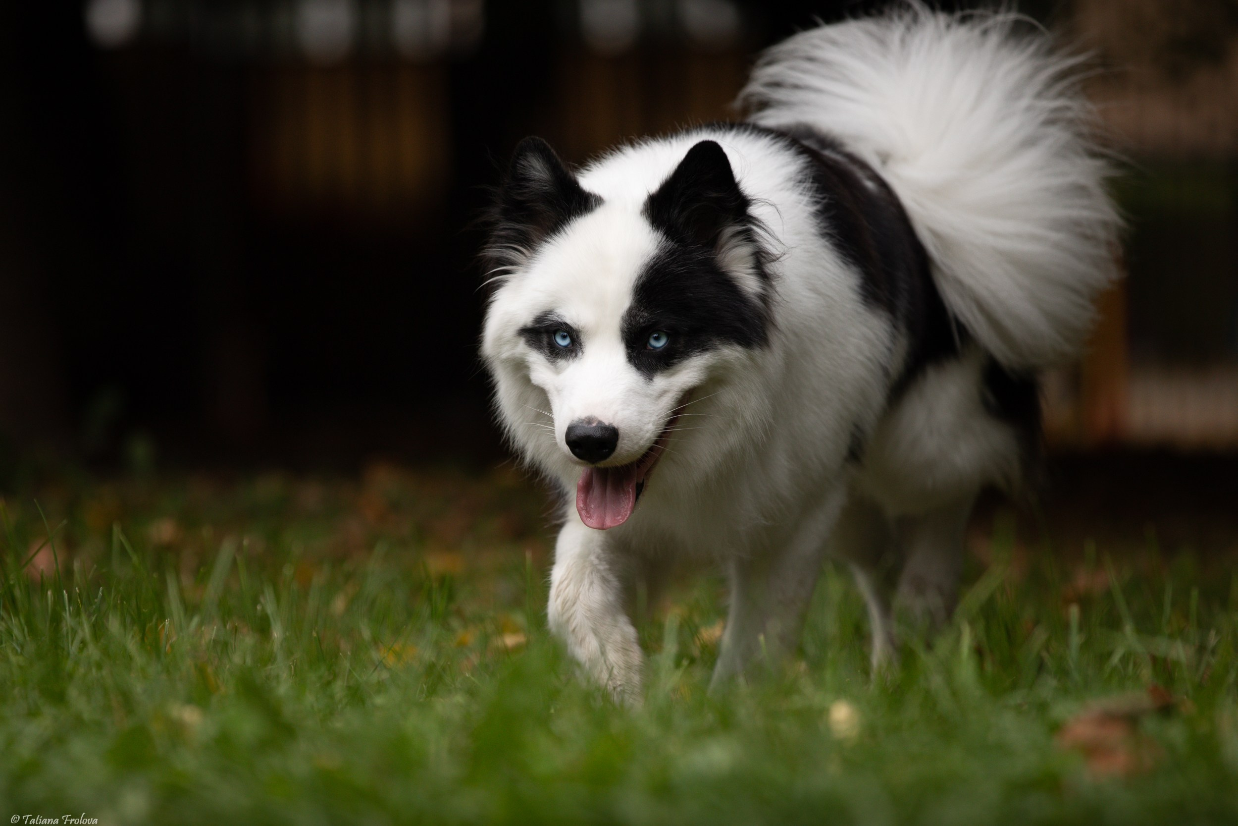 Небольшая фотосессия в Москве после выставки собак. Фотограф-анималист в Москве и Московской области Татьяна Фролова