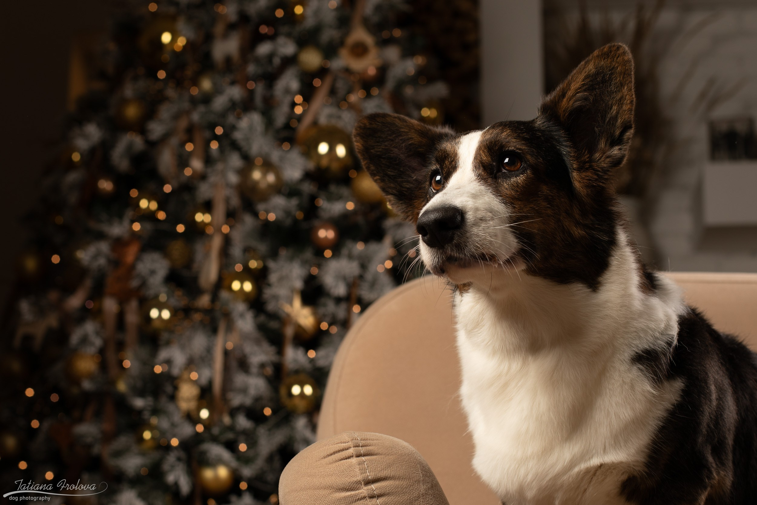Фотосессия с собаками на новогоднюю тему в студии. Фотограф-анималист в Москве и Московской области Татьяна Фролова