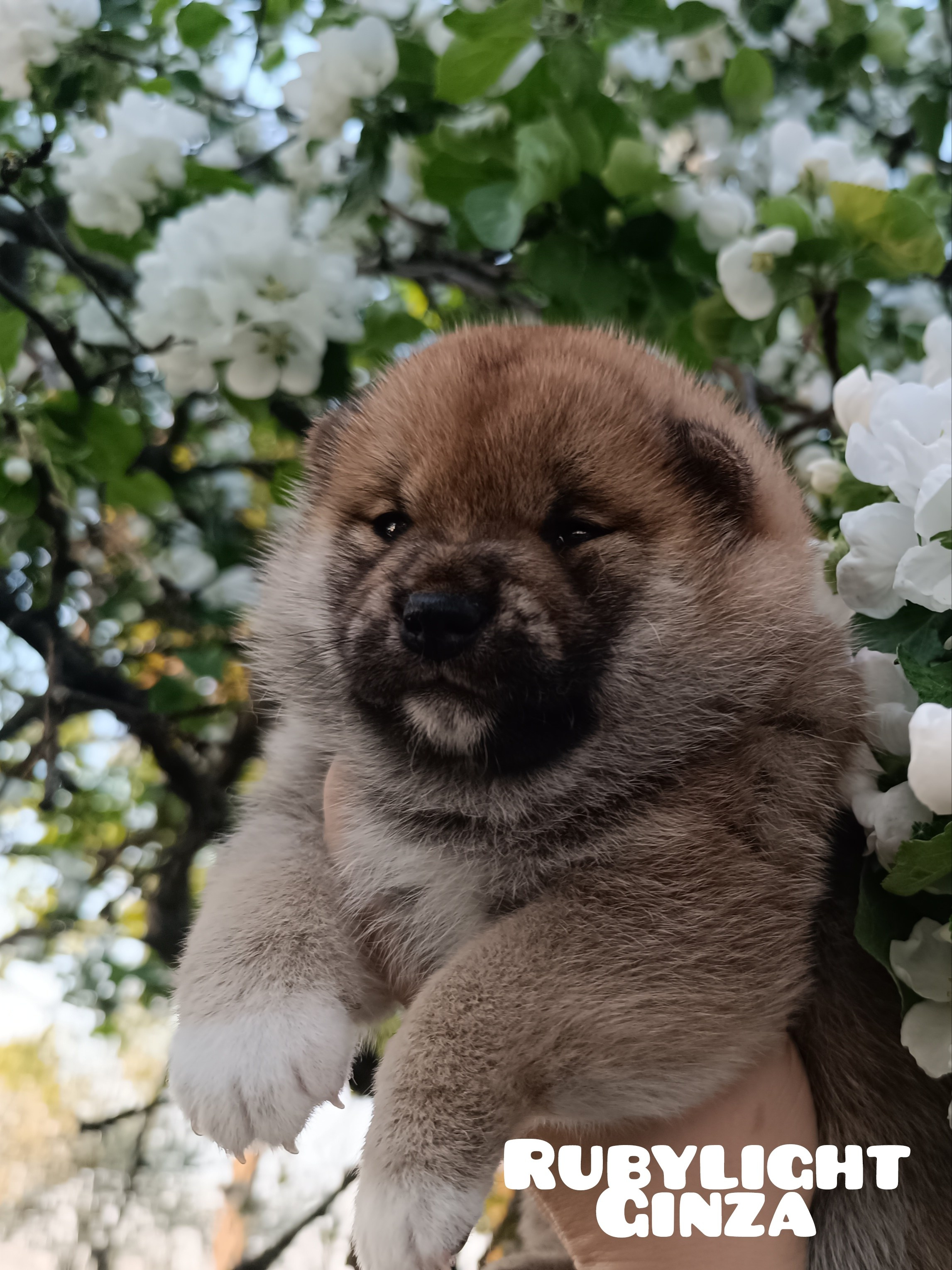 сиба питомник Рубилайт щенки на продажу rubylight  сиба щенки купить СПб Санкт-Петербург 