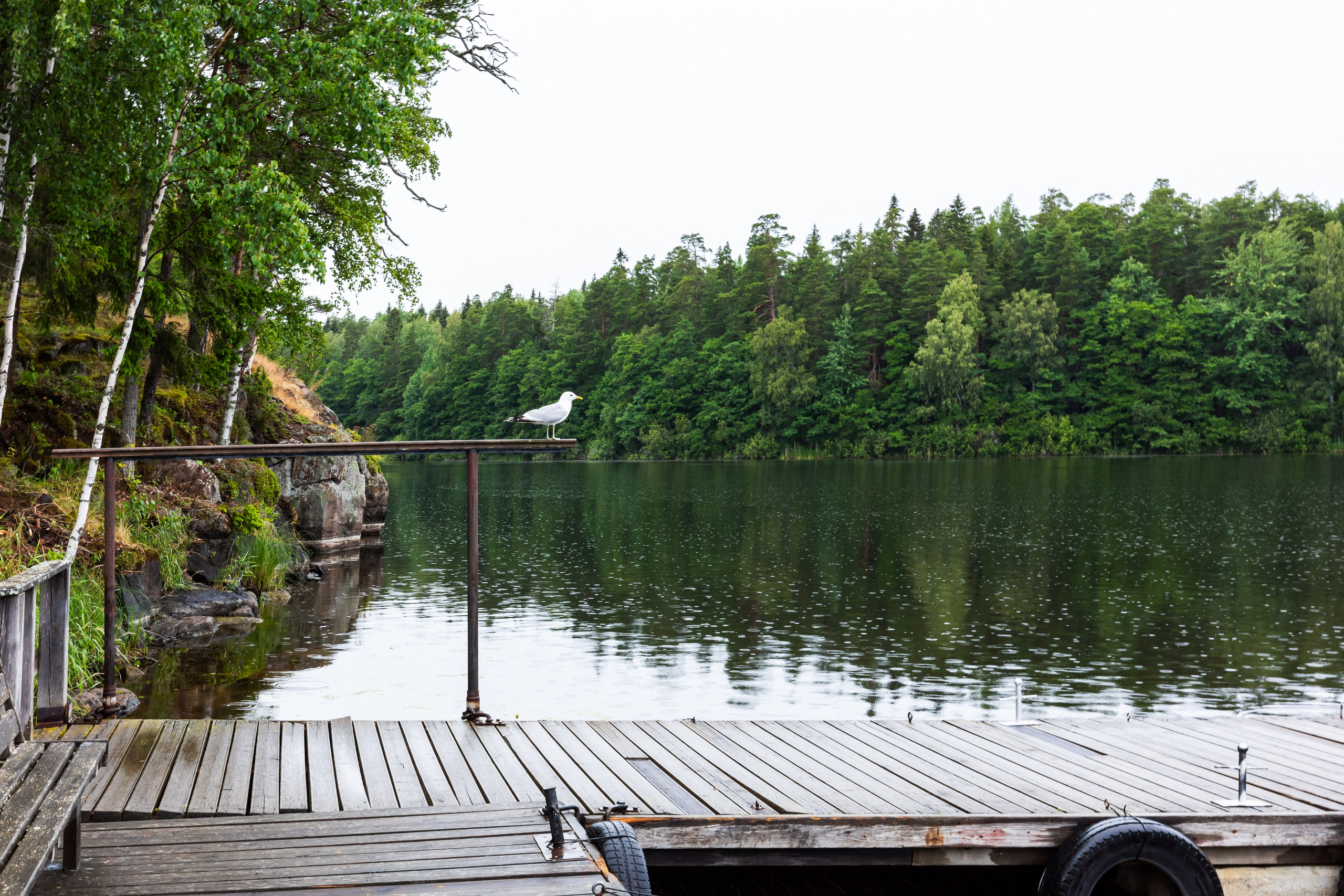 Чайка на пристани на Валааме