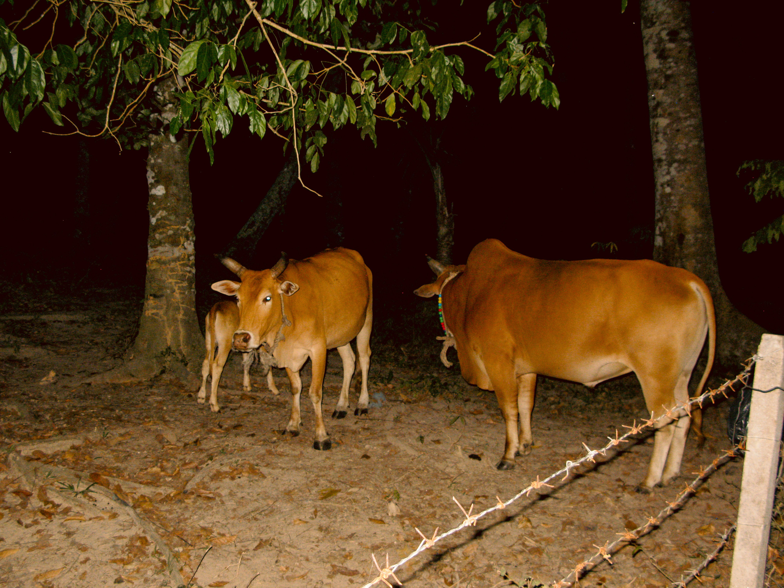 Thai. Фотограф Миланазавр