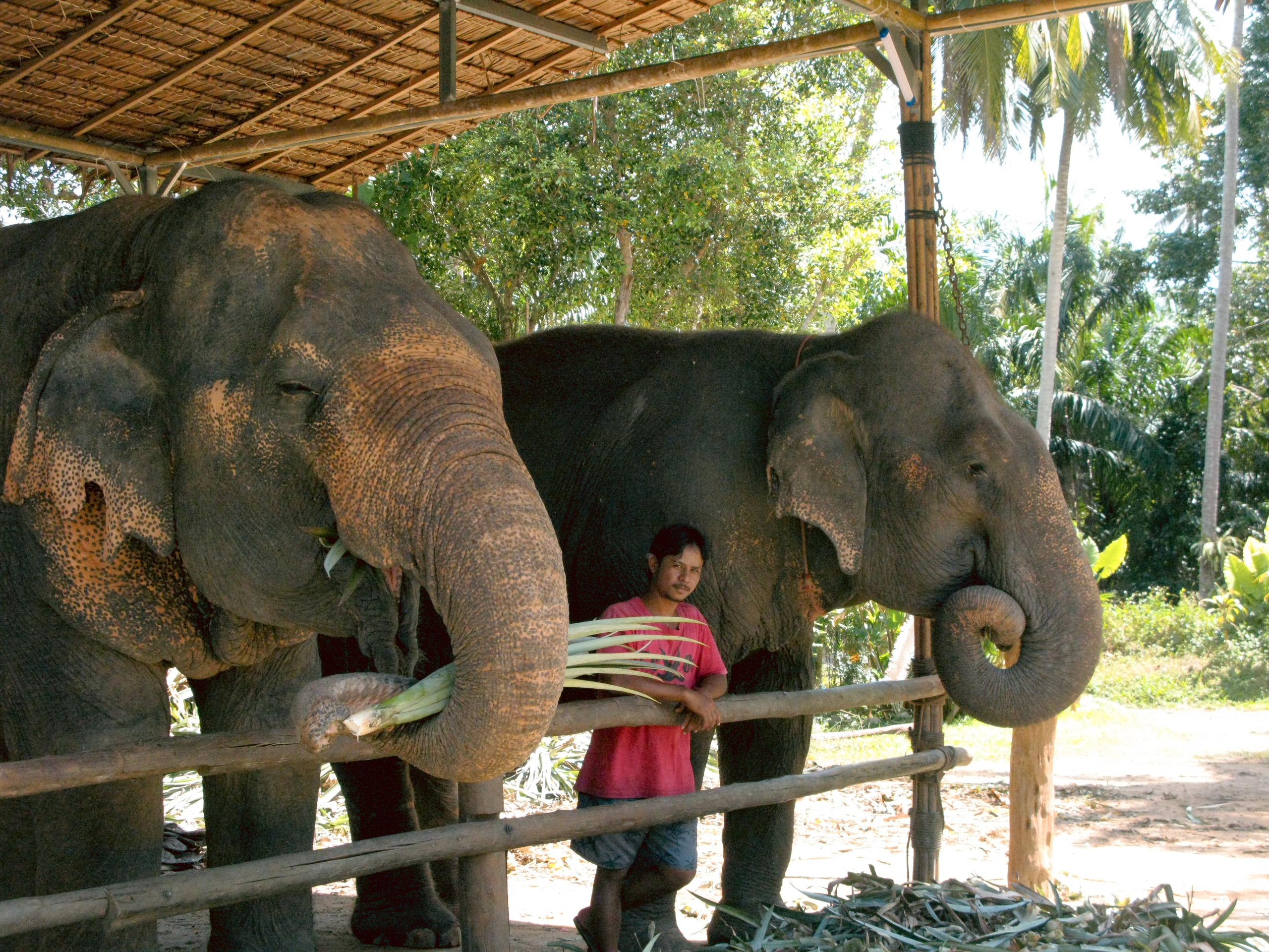 Thai. Фотограф Миланазавр