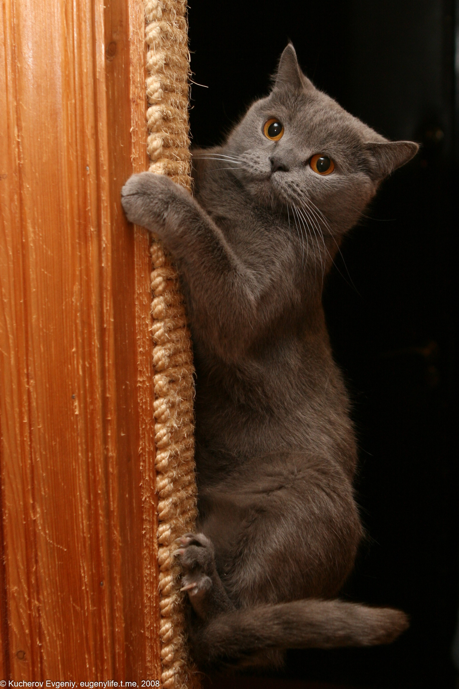 Животные. Кучеров Евгений. Фотограф