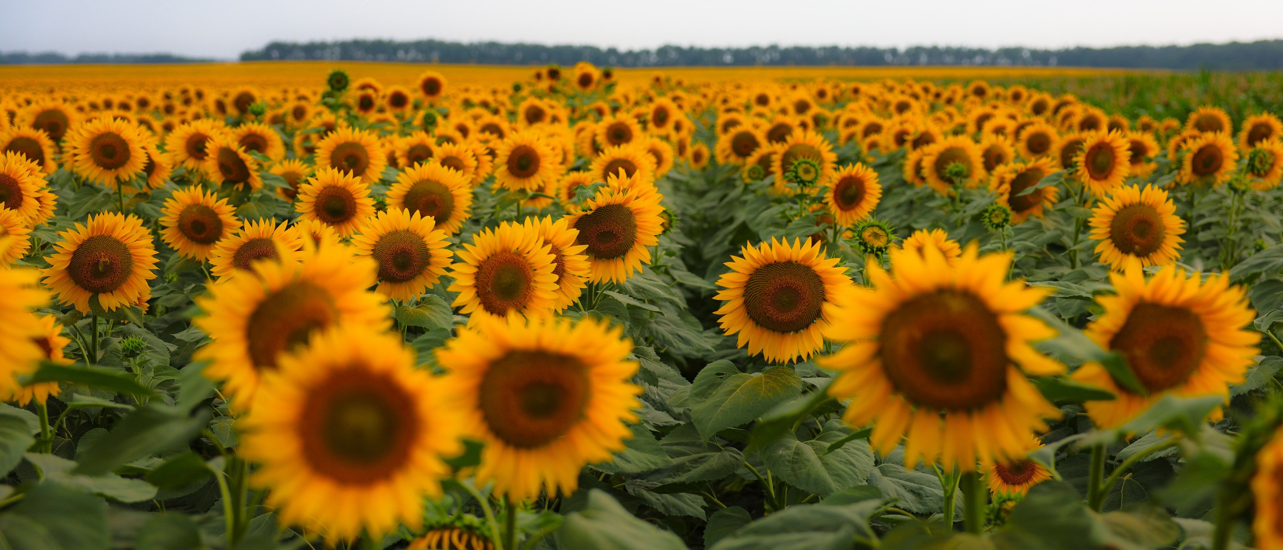 Фотограф Мария Алексеева. Мария Алексеева. Фотограф в Москве