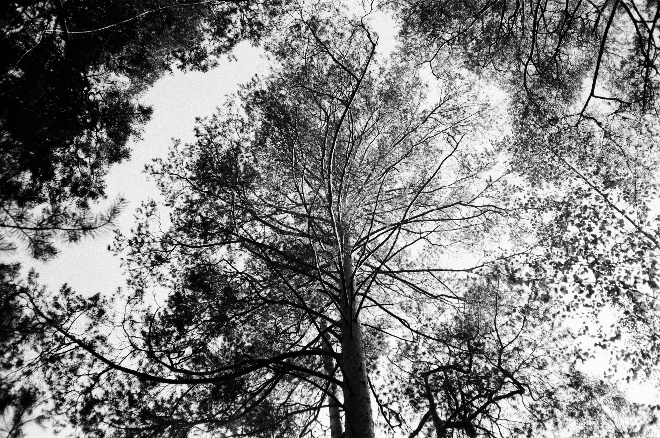 Grain. Artem Khusainov