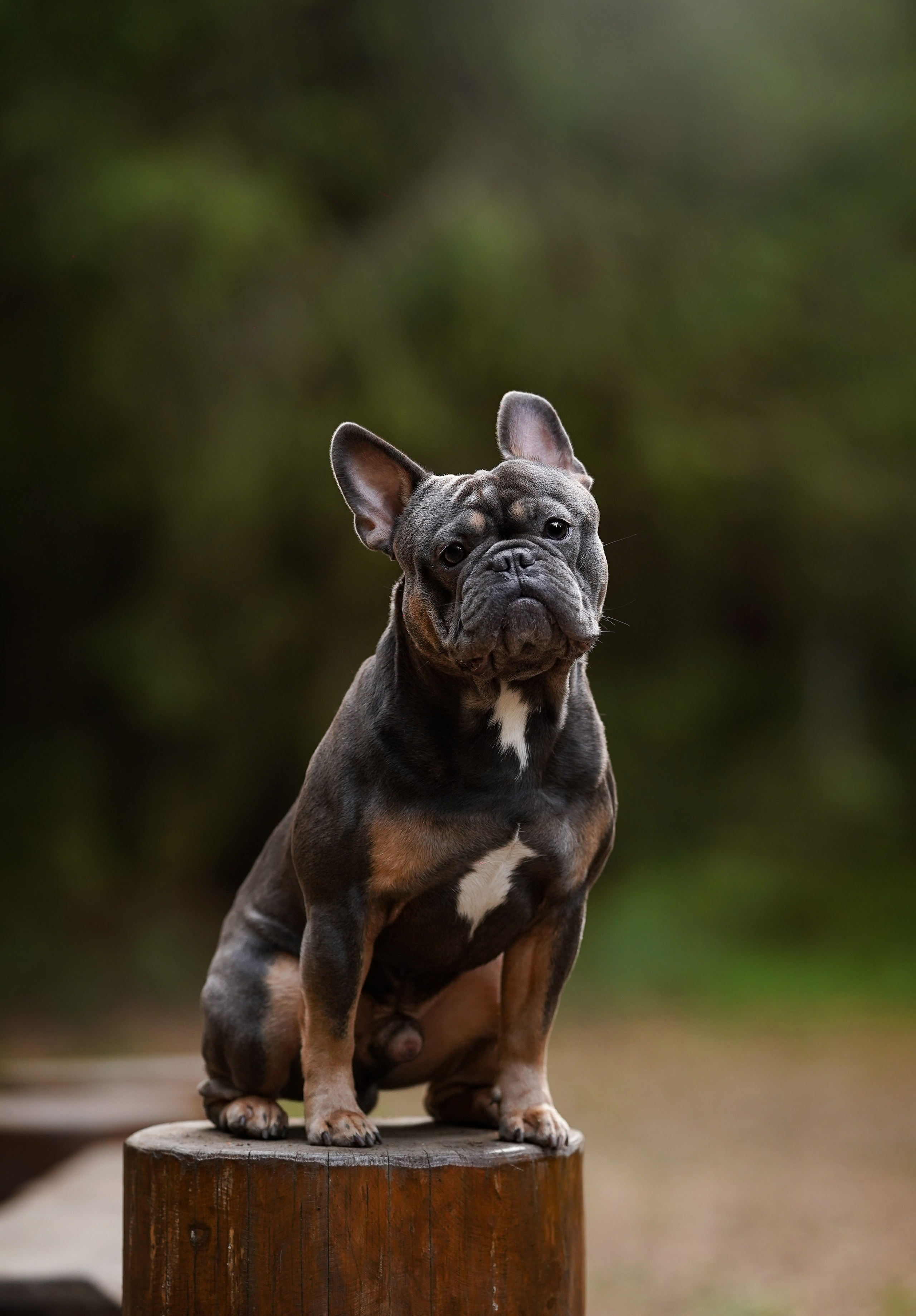 Юлия Петя и Моника. Фотограф-анималист в Санкт-Петербурге Яна Мартынова