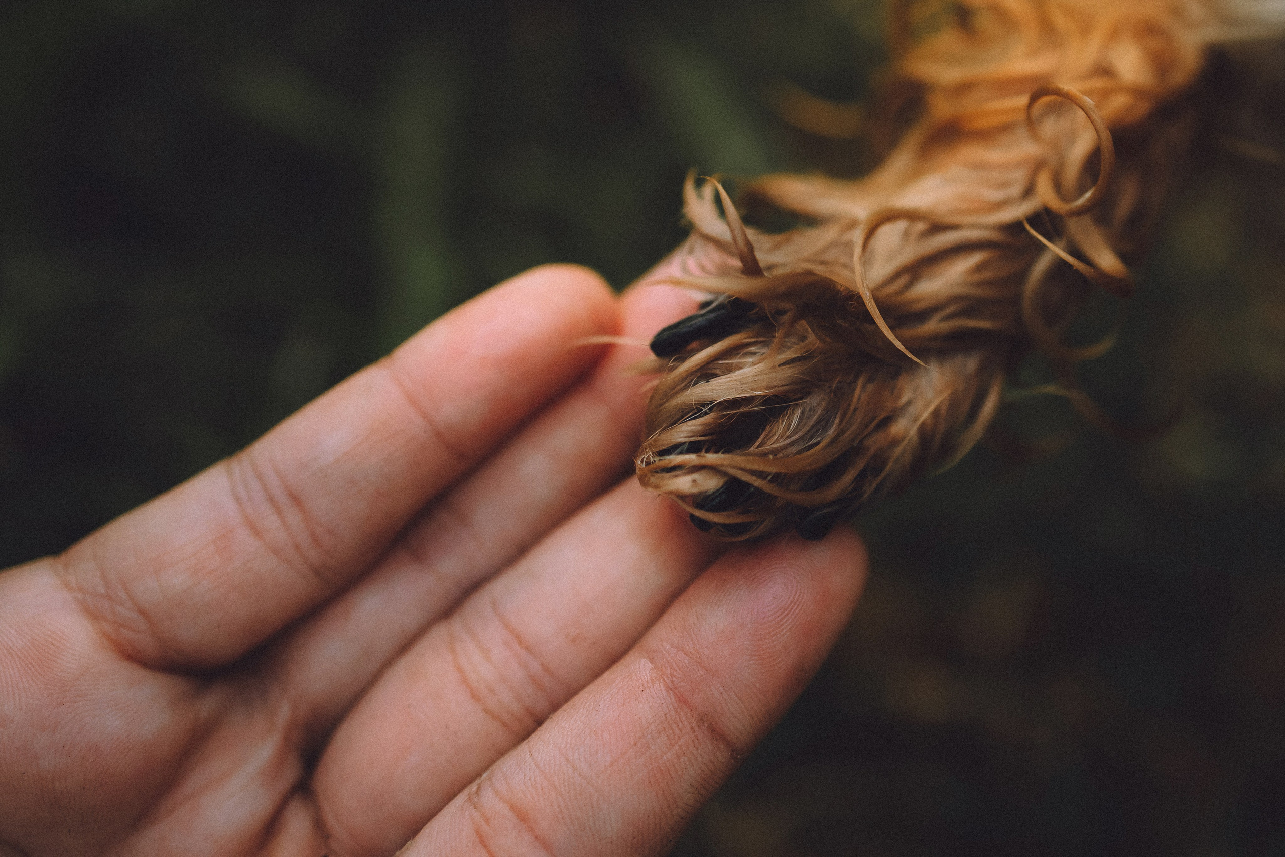 Даша и Дэзи