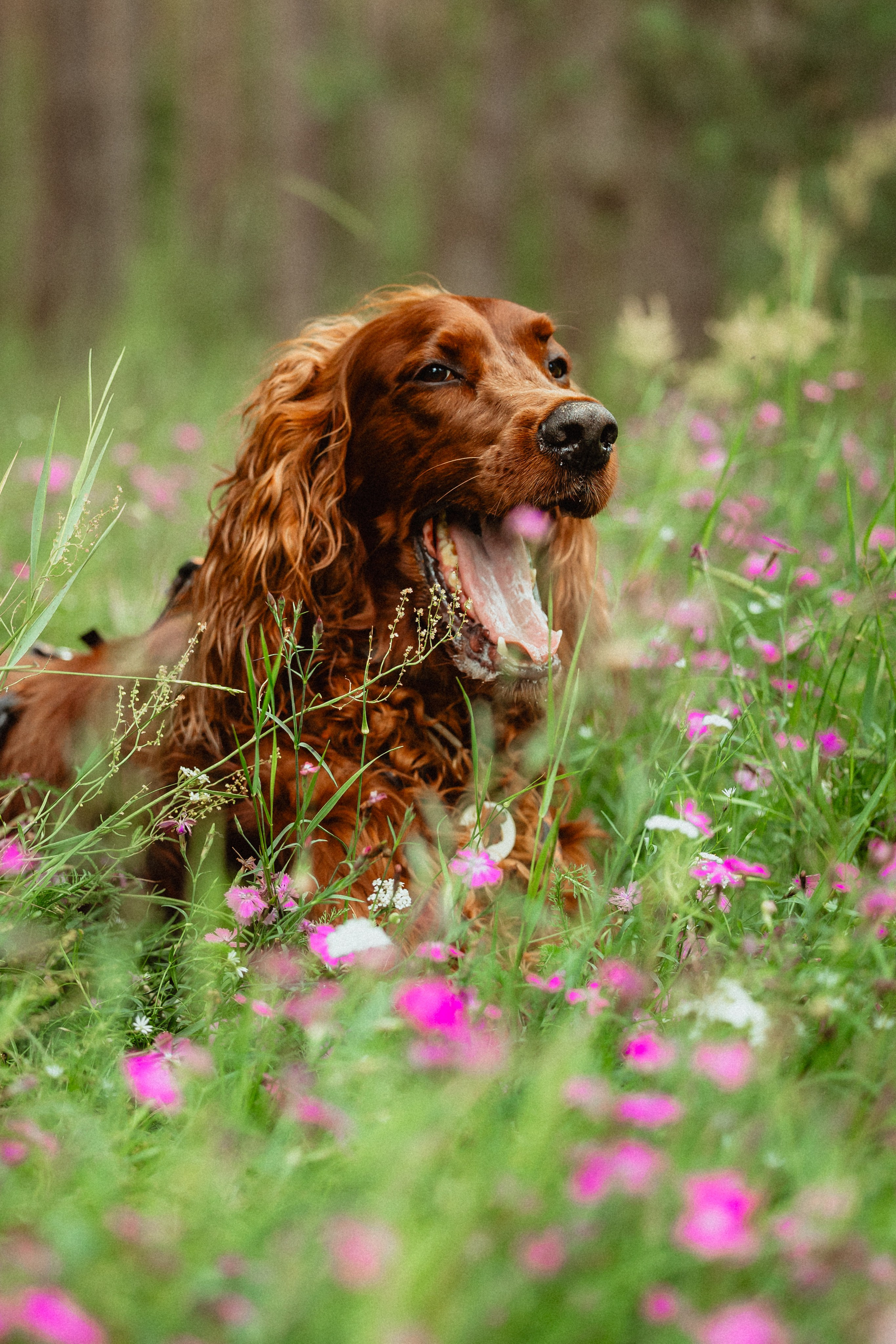 Выездной дог-тренинг от школы «Шерсть имею»