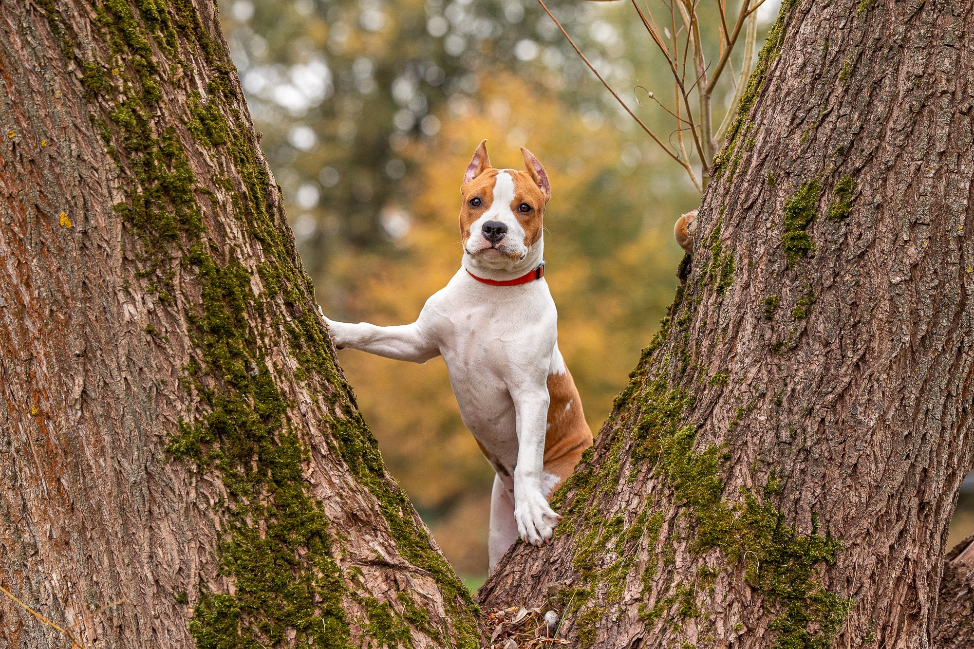 Фотосъёмки щенков. Фотограф-анималист Natalia Deingel | Фотосъемка собак в Москве