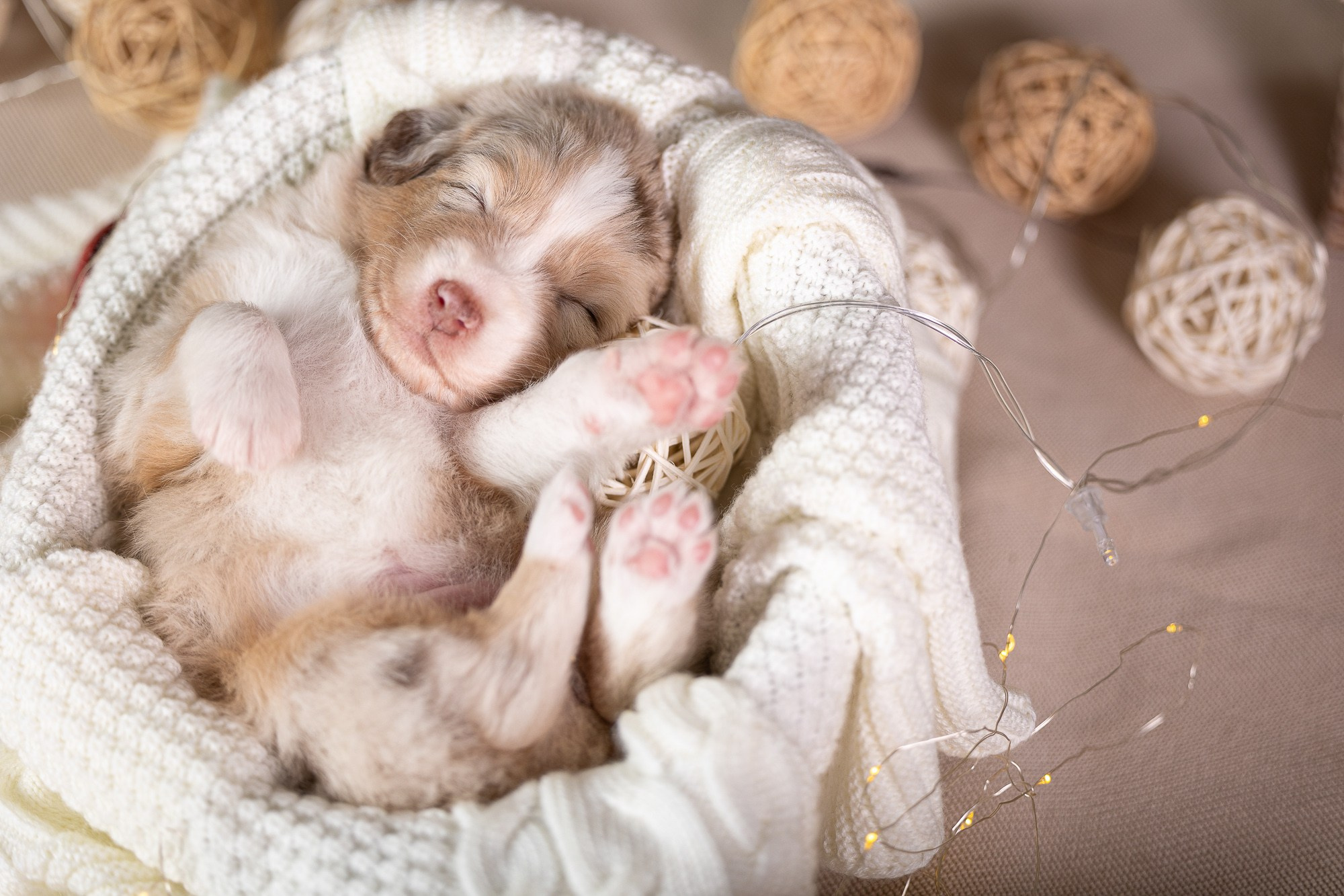 Фотосъёмки щенков. Фотограф-анималист Natalia Deingel | Фотосъемка собак в Москве