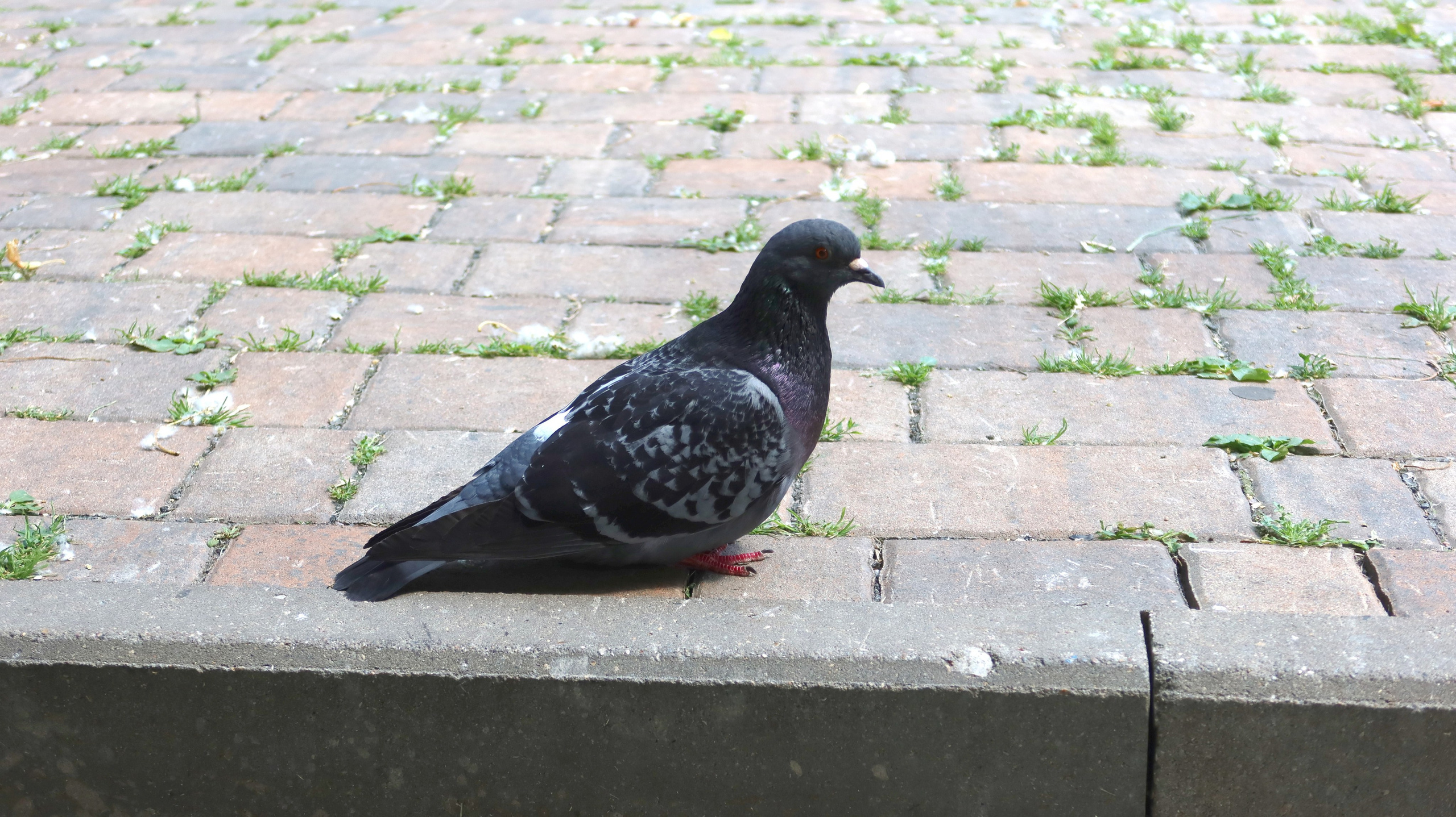 Антроповский сквер. Улица, люди, жизнь…