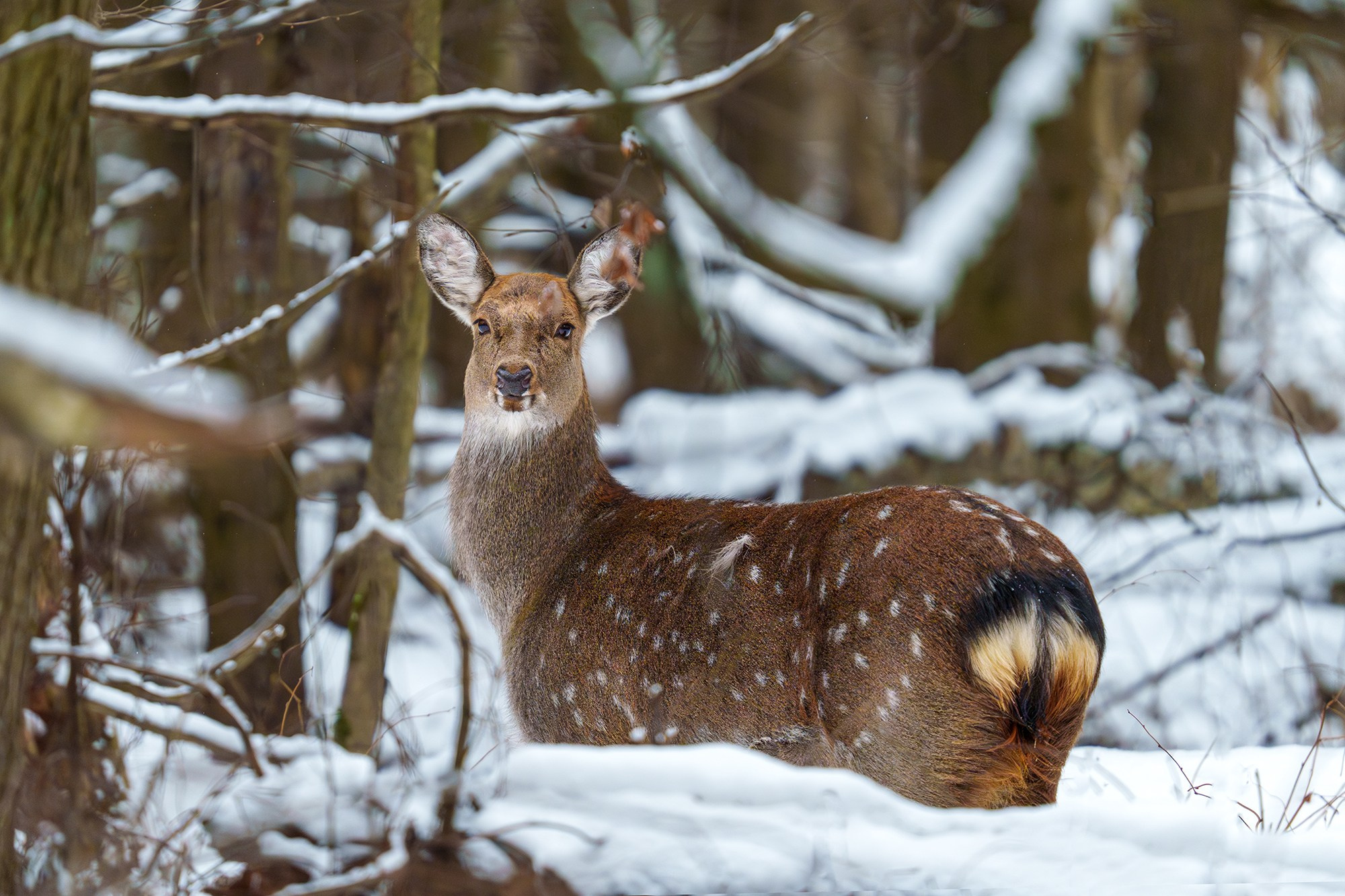 Животные. Ваш личный фотограф Марина Волкова