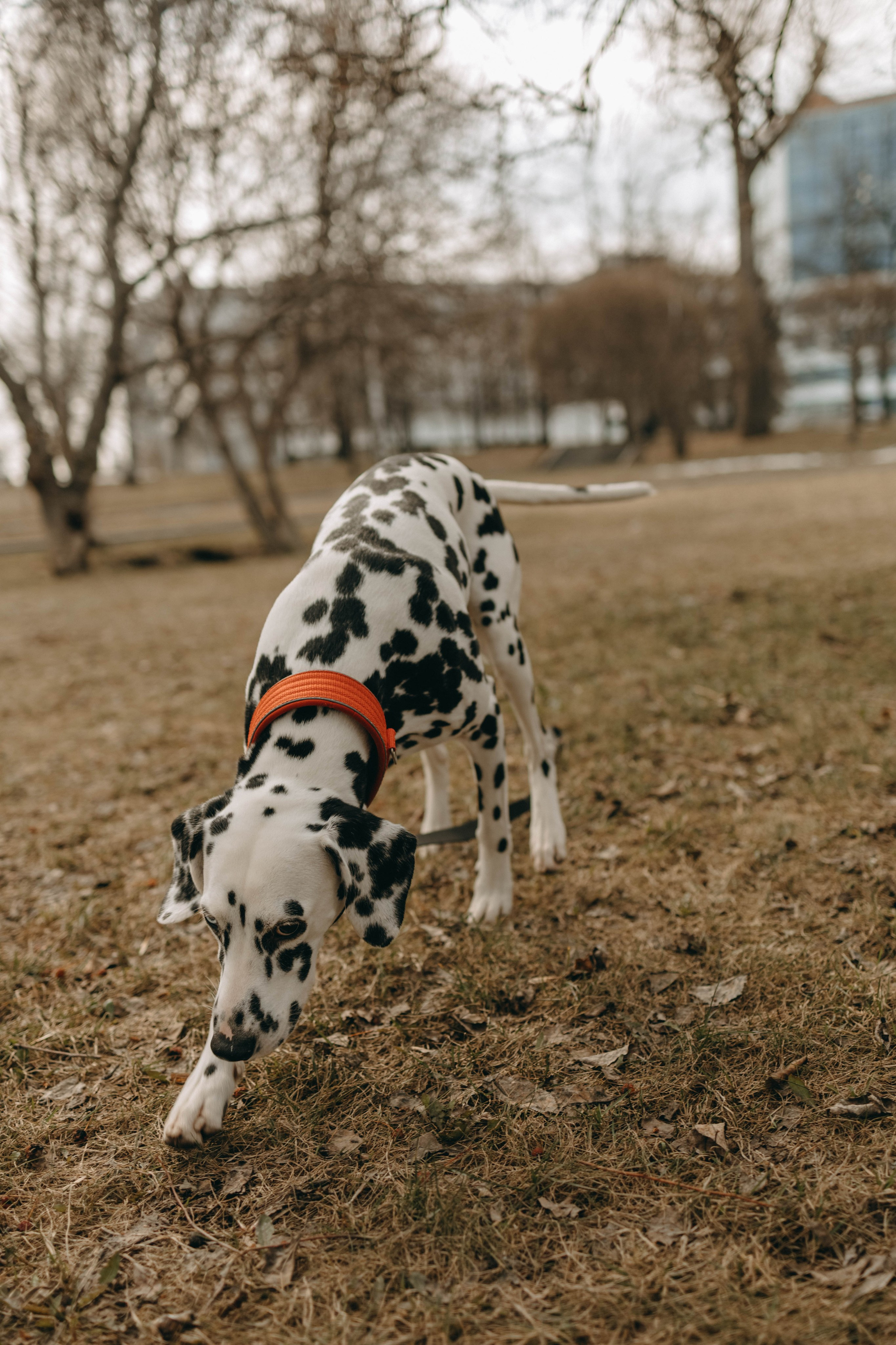 Диана и Лекса. Фотограф-анималист в Екатеринбурге | Кристина