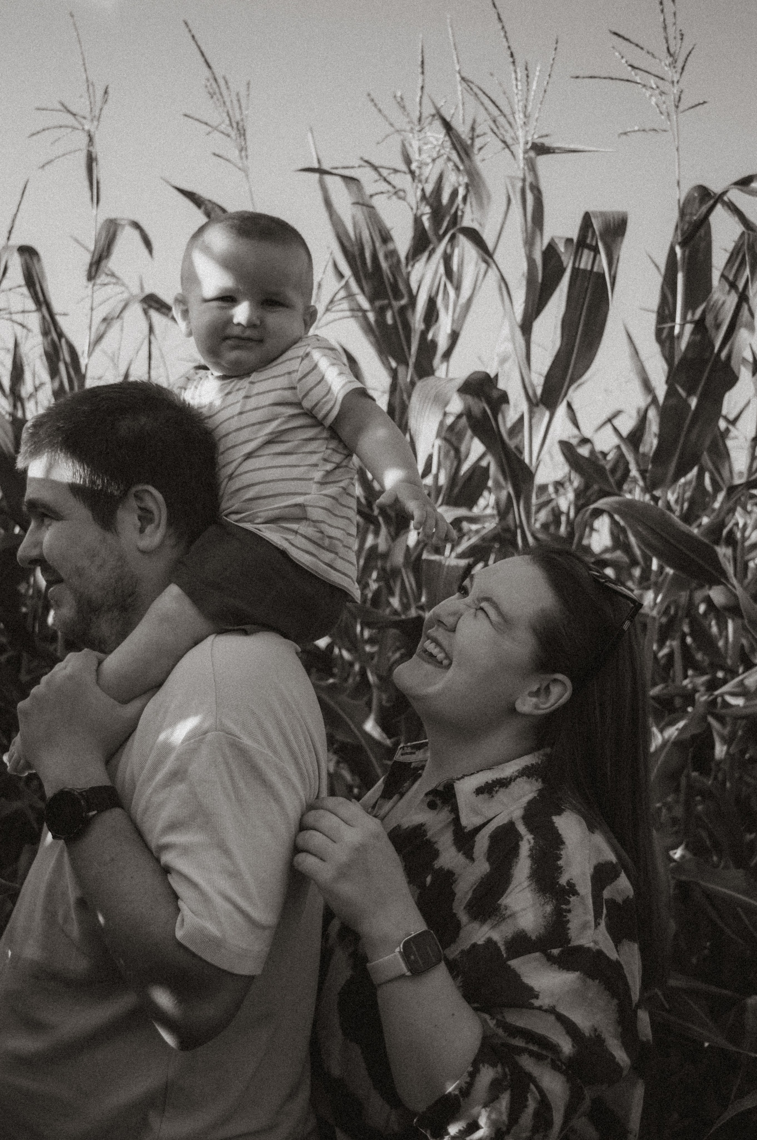 Лето, семья, кукуруза. Семейная летняя фотосессия. Юлия Левада Семейный и женский фотограф
