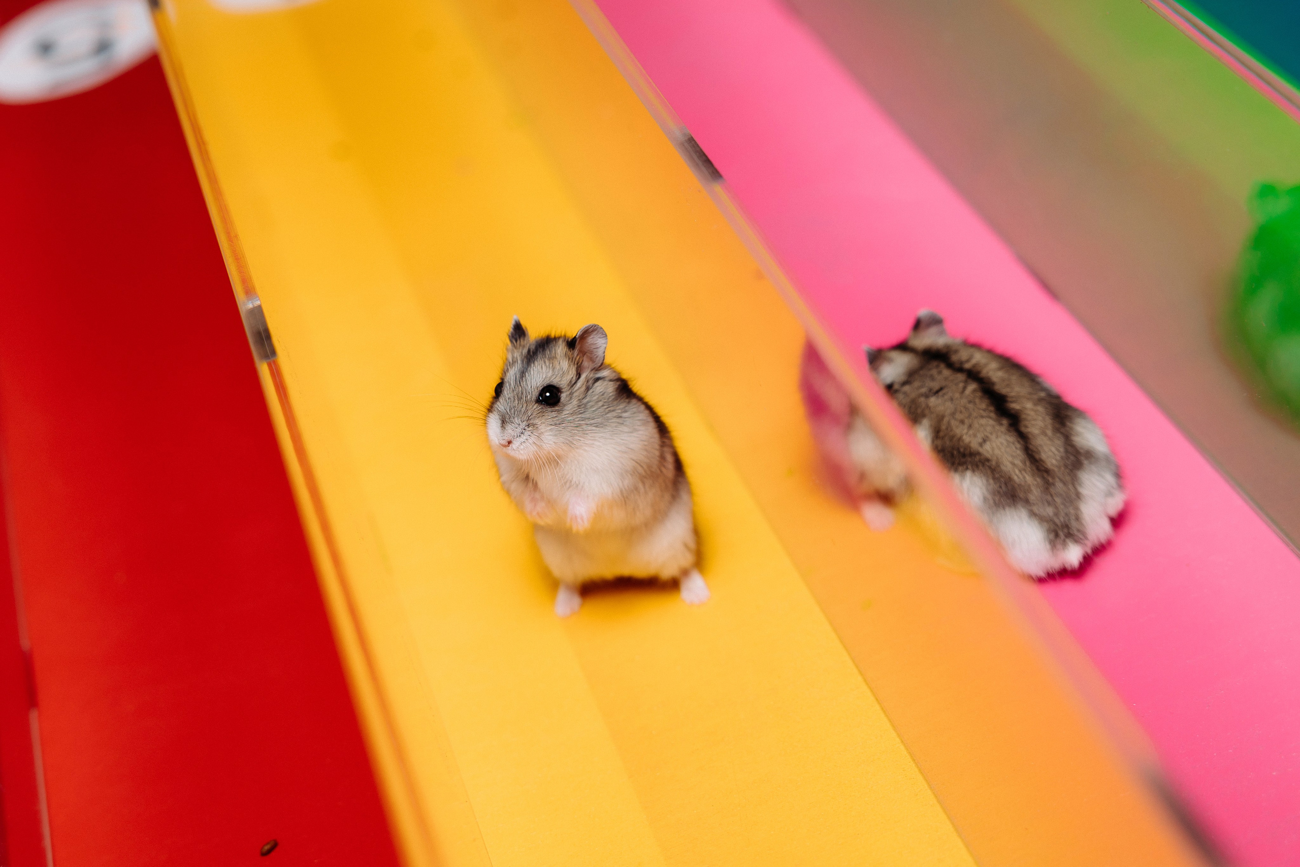 Дни Рождения. Фотограф в Санкт-Петербурге Кирюшенков Андрей