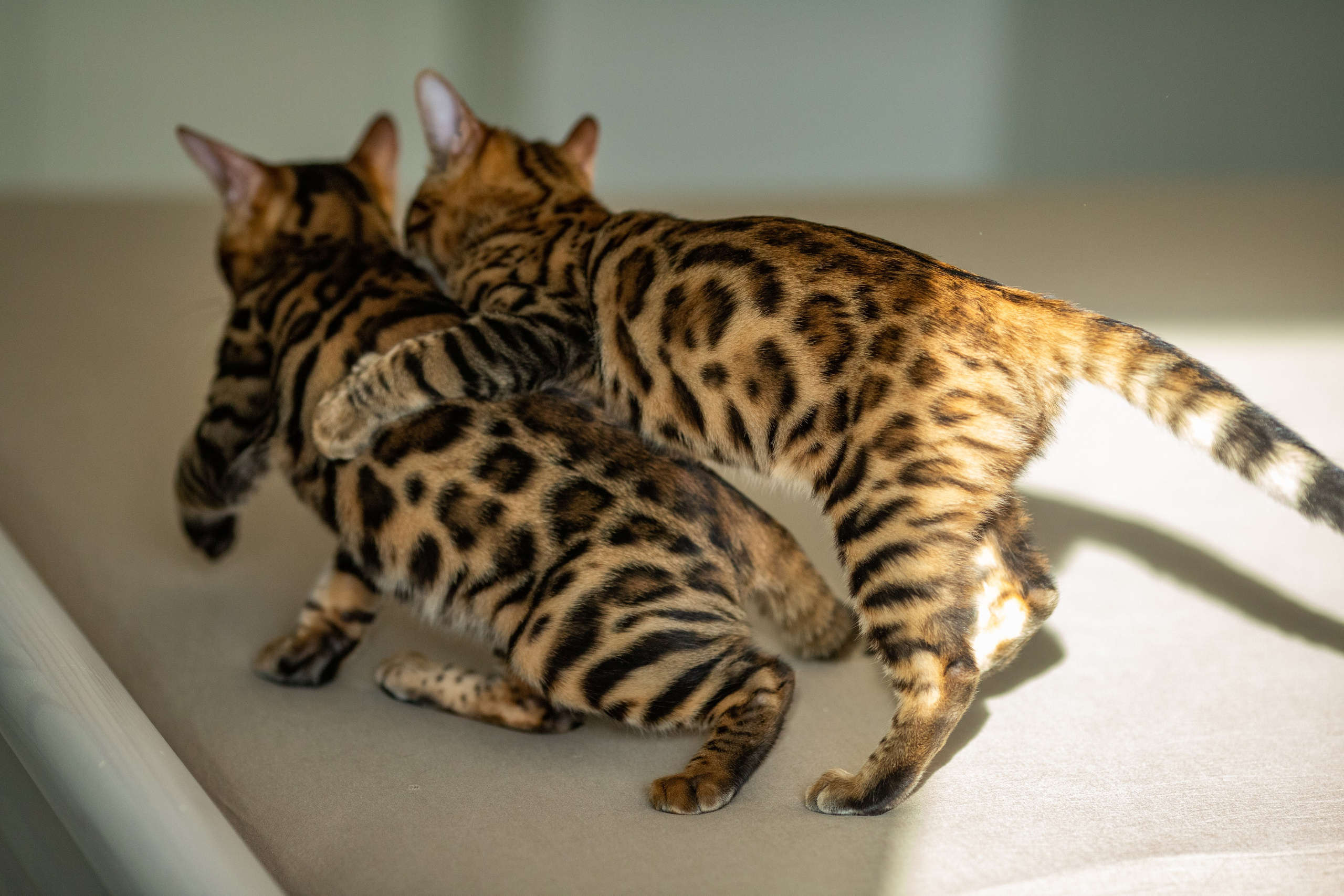 Питомник Бенгальских кошек Минск