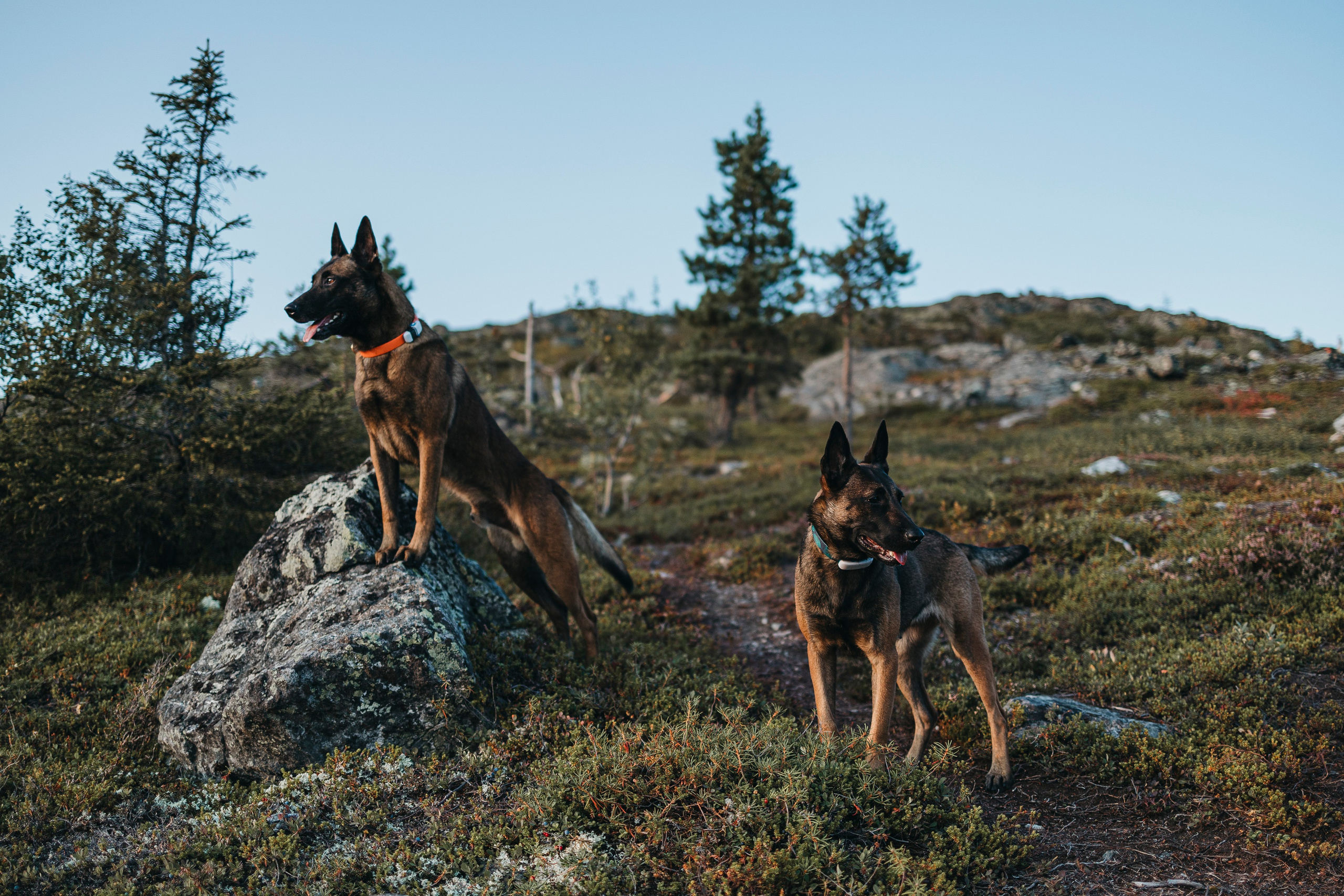 Горы. Фотограф-анималист Анна Маринич