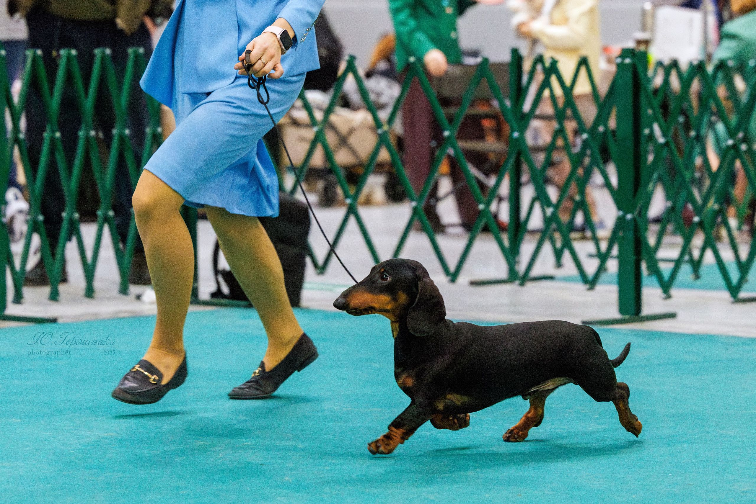 Питер ротвейлеры 18.01,Крокус 19.01.2025. Фотограф-анималист Юлия Германика