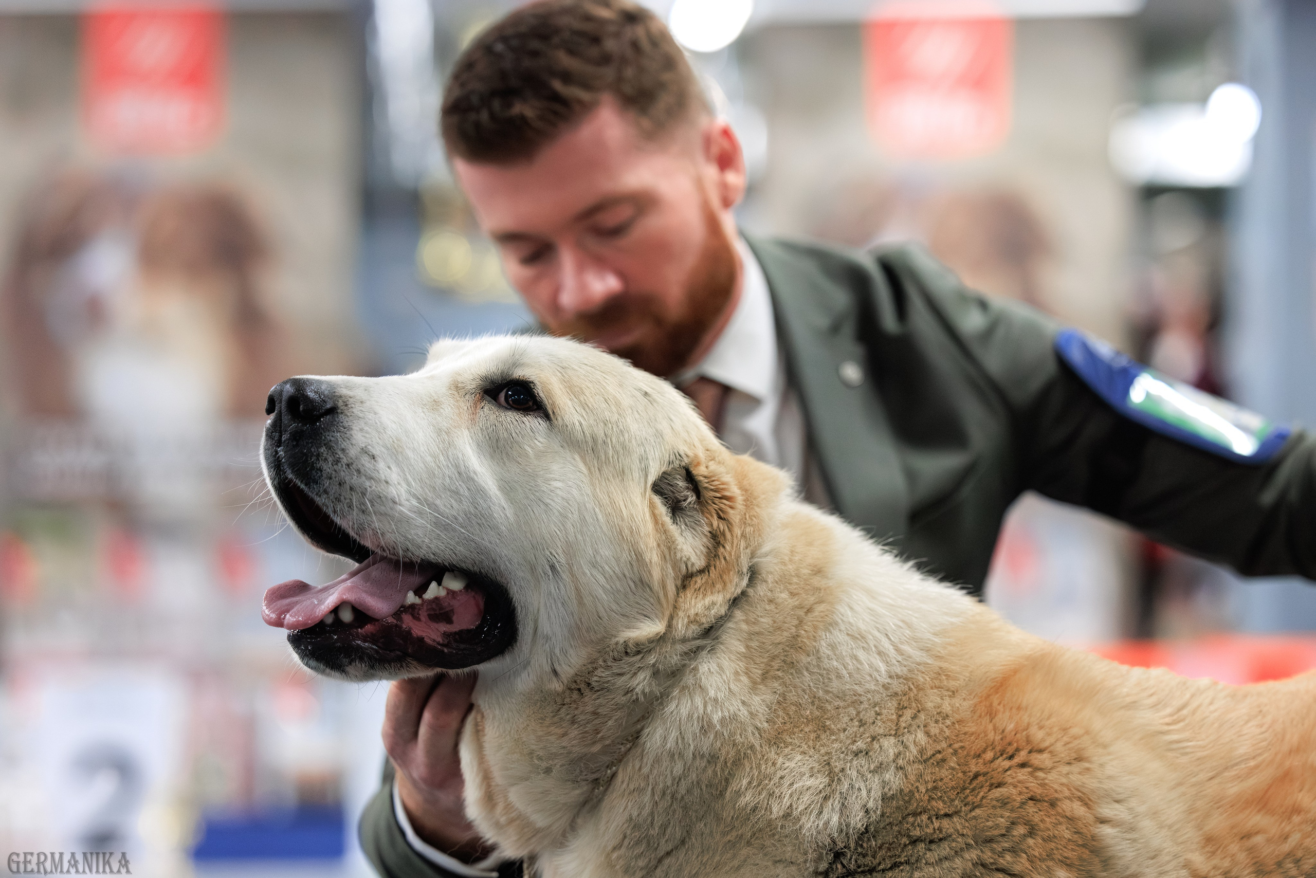 Сфера 08 и 10.03.2024 2хмоно ротвейлеров+2хмоно сао. Фотограф-анималист Юлия Германика