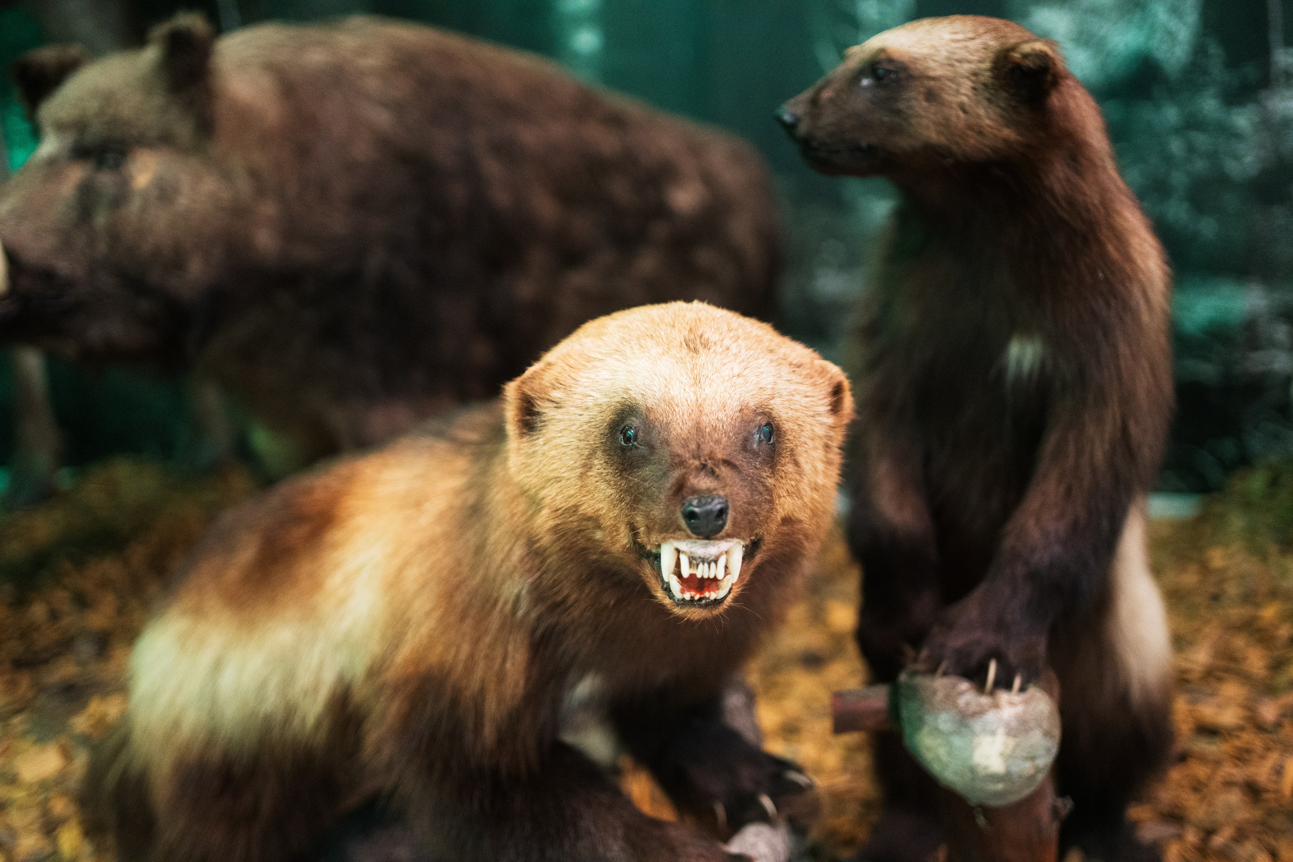 Ночь музеев 2024. Фотограф на любое событие в Кемерово