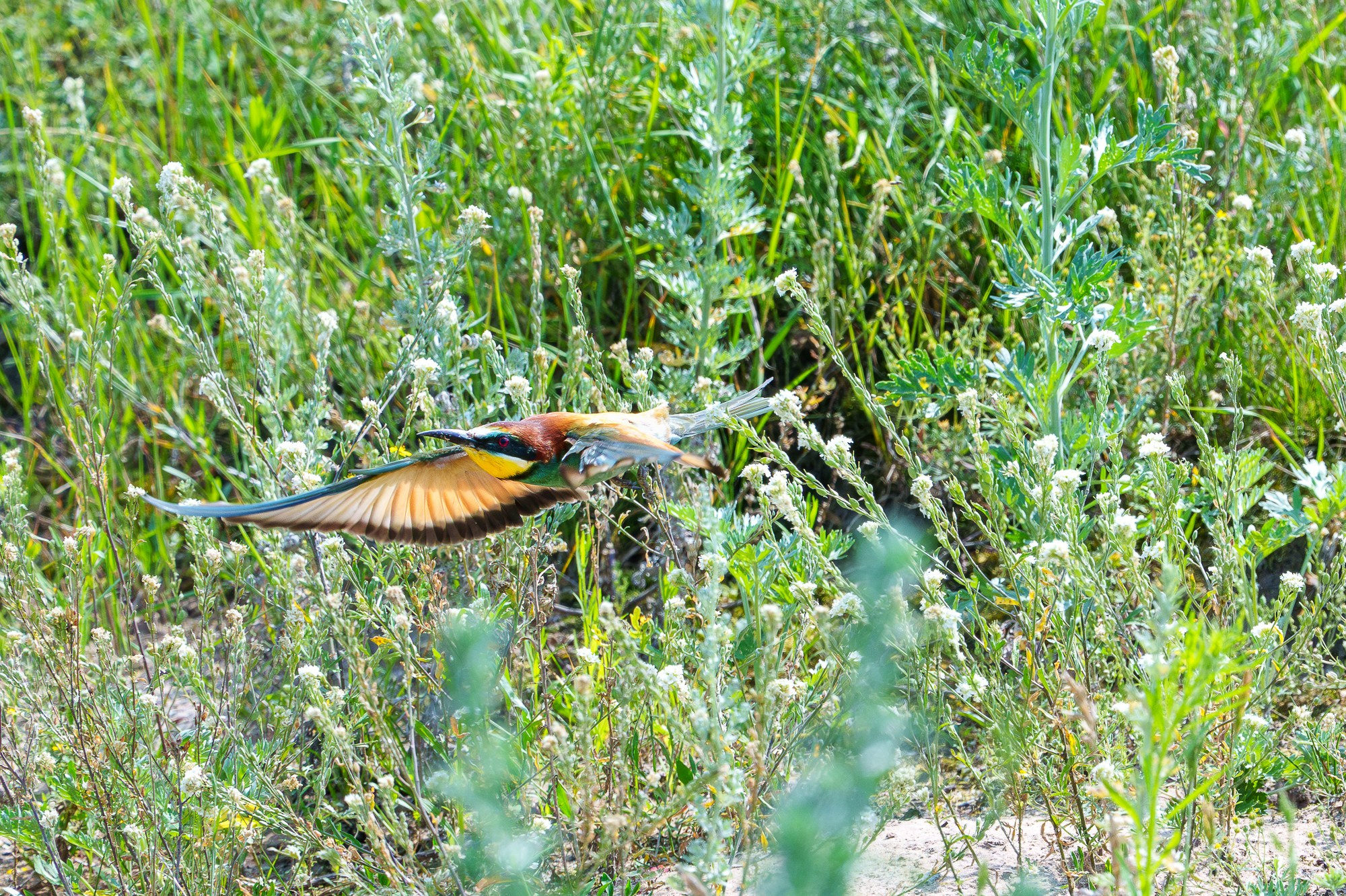 Удивительные мир птиц. Вокруг нас столько прекрасного — присмотритесь!. Ваш личный фотограф Марина Волкова