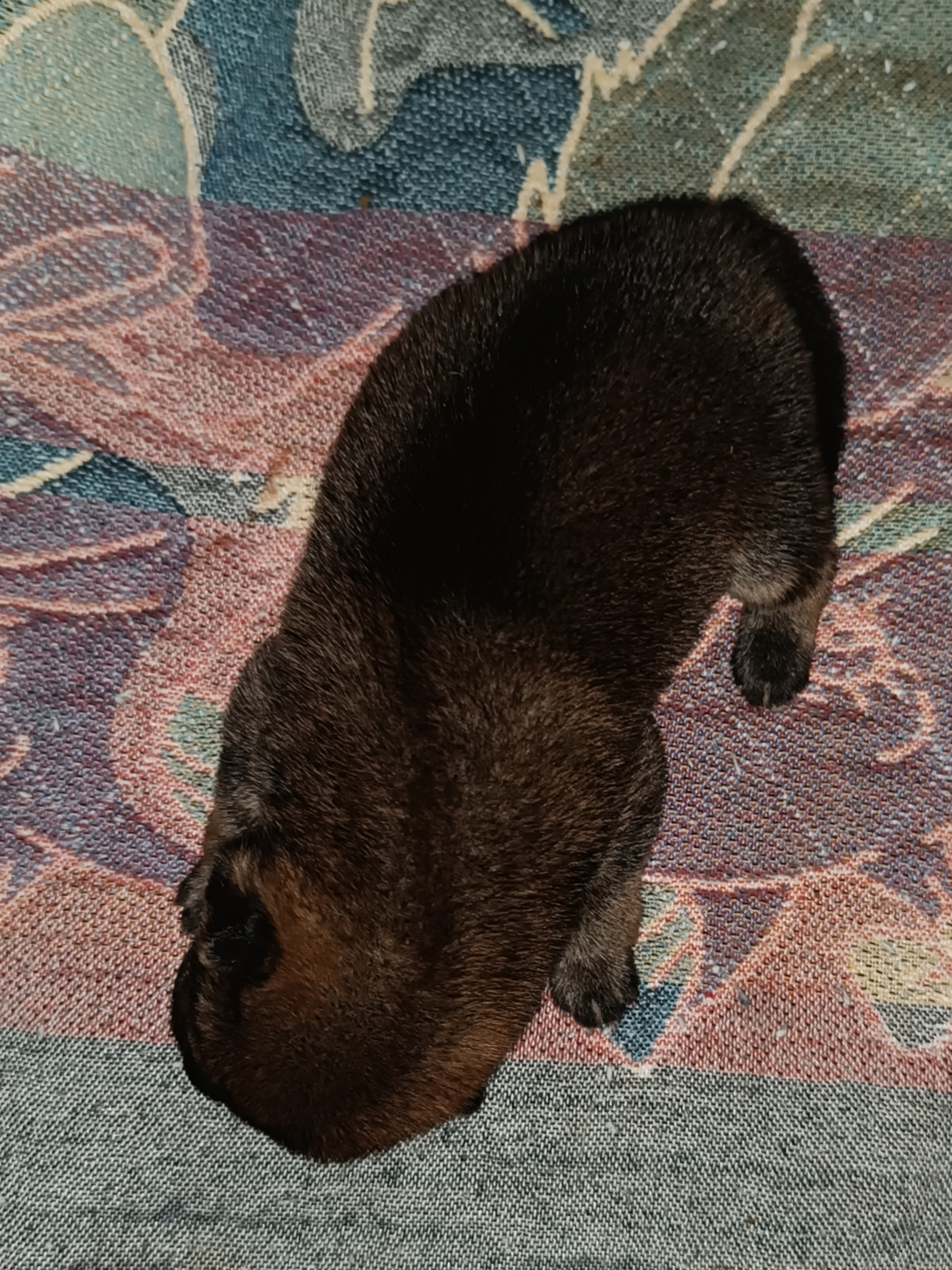 сиба питомник Рубилайт щенки на продажу rubylight  сиба щенки купить СПб Санкт-Петербург 