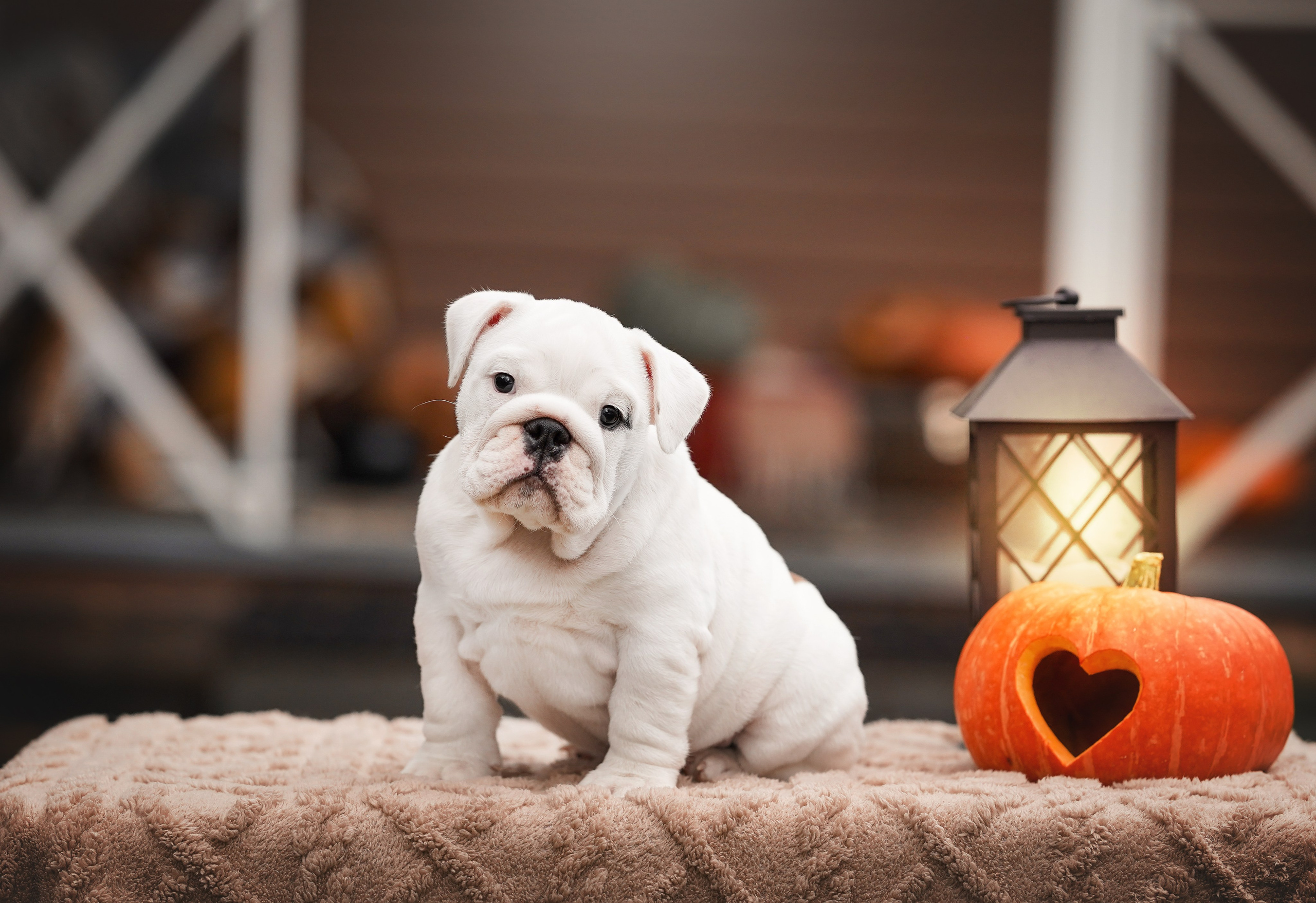 Щенки бульдога. Фотограф-анималист в Санкт-Петербурге Яна Мартынова