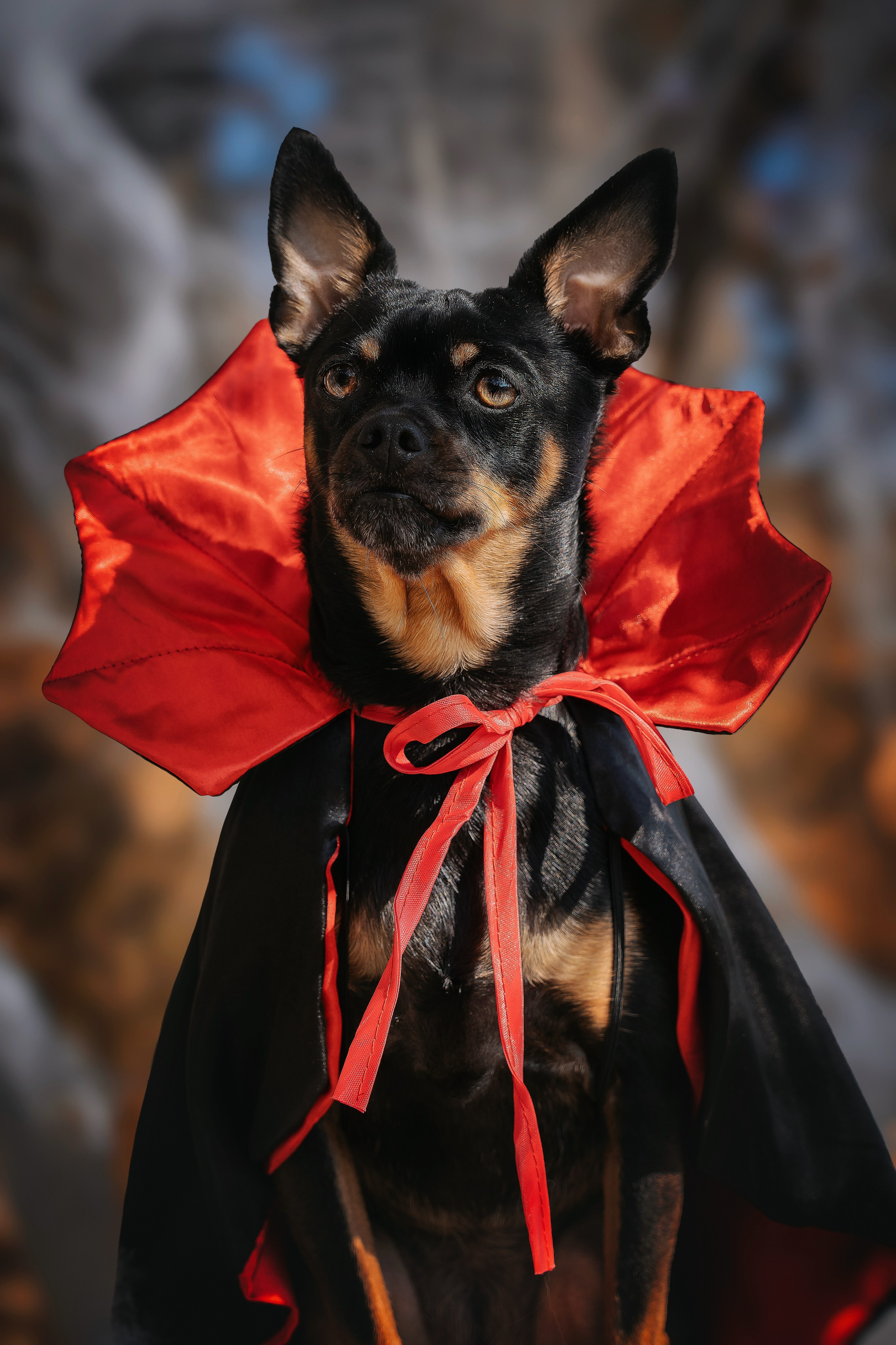 Хэллоуин. Семейный фотограф анималист г. Находка