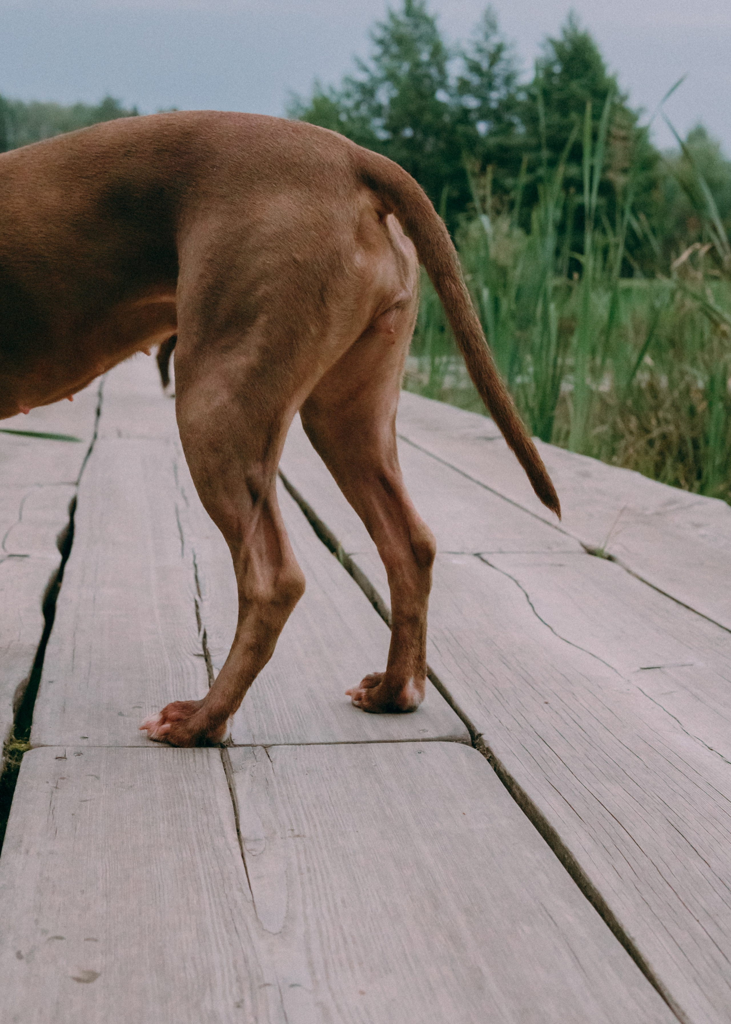 Виолетта, Лила и Питер. Фотограф-анималист Ксения Воробьева, Москва