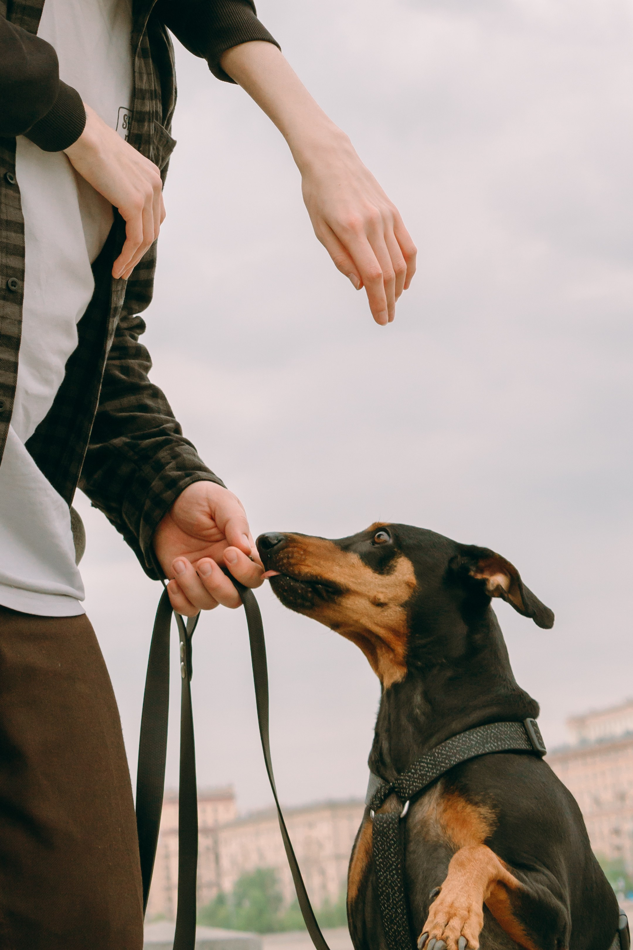 Кира, Максим и Аскара. Фотограф-анималист Ксения Воробьева, Москва