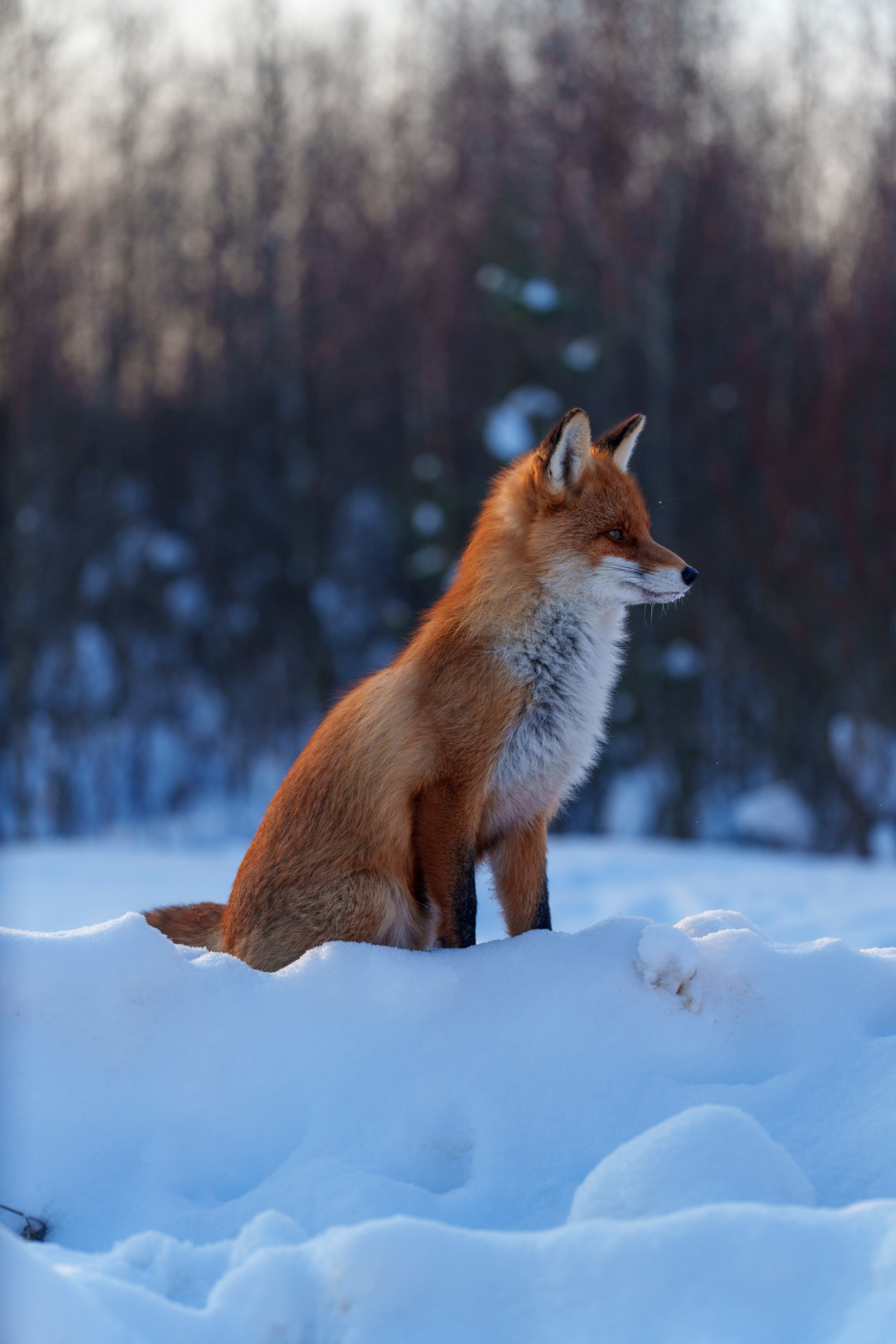 Animals — Животные