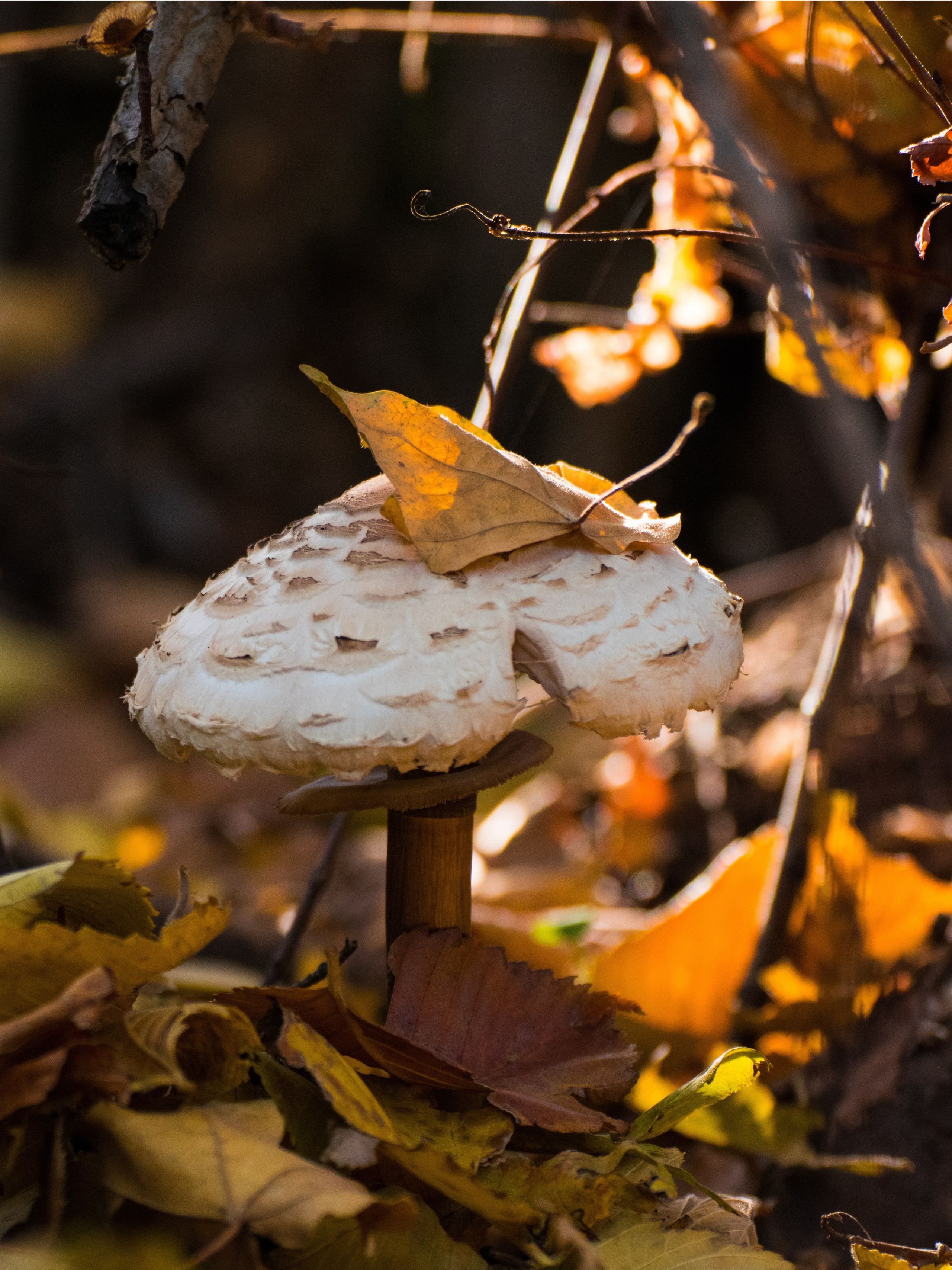 Грибы. Фотограф Вадим Хмурковский