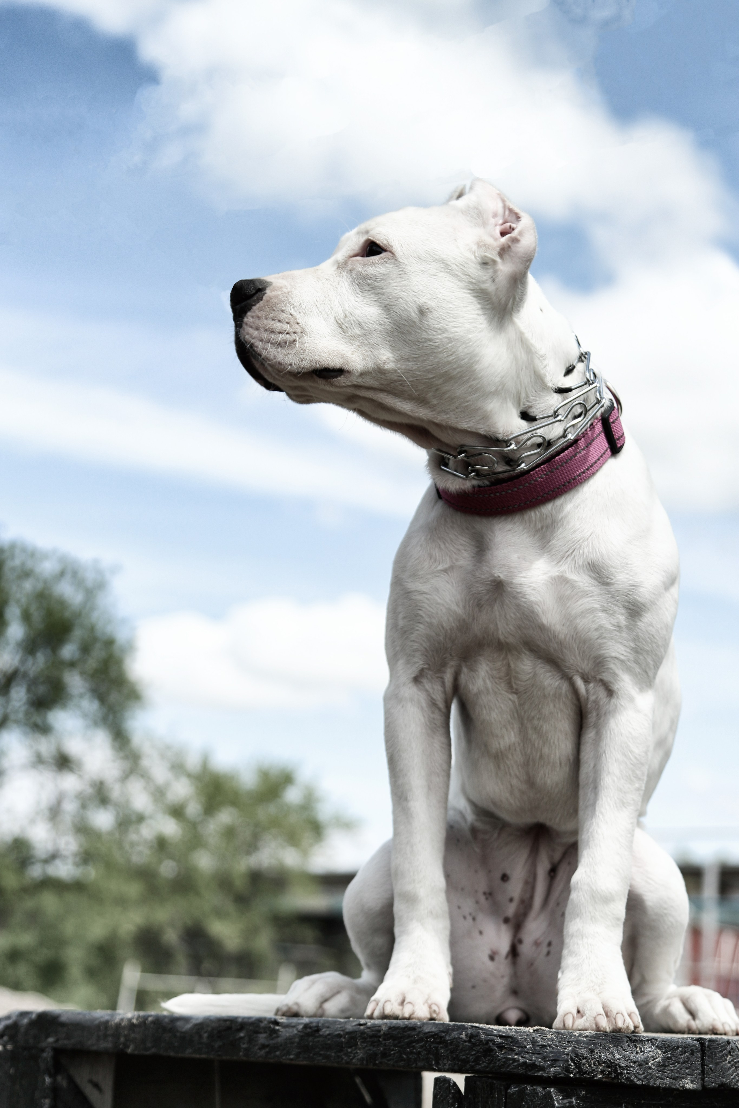 Лошади «Каскад» и «Брилиант». Алиса Томшина — Фотограф / Видеограф