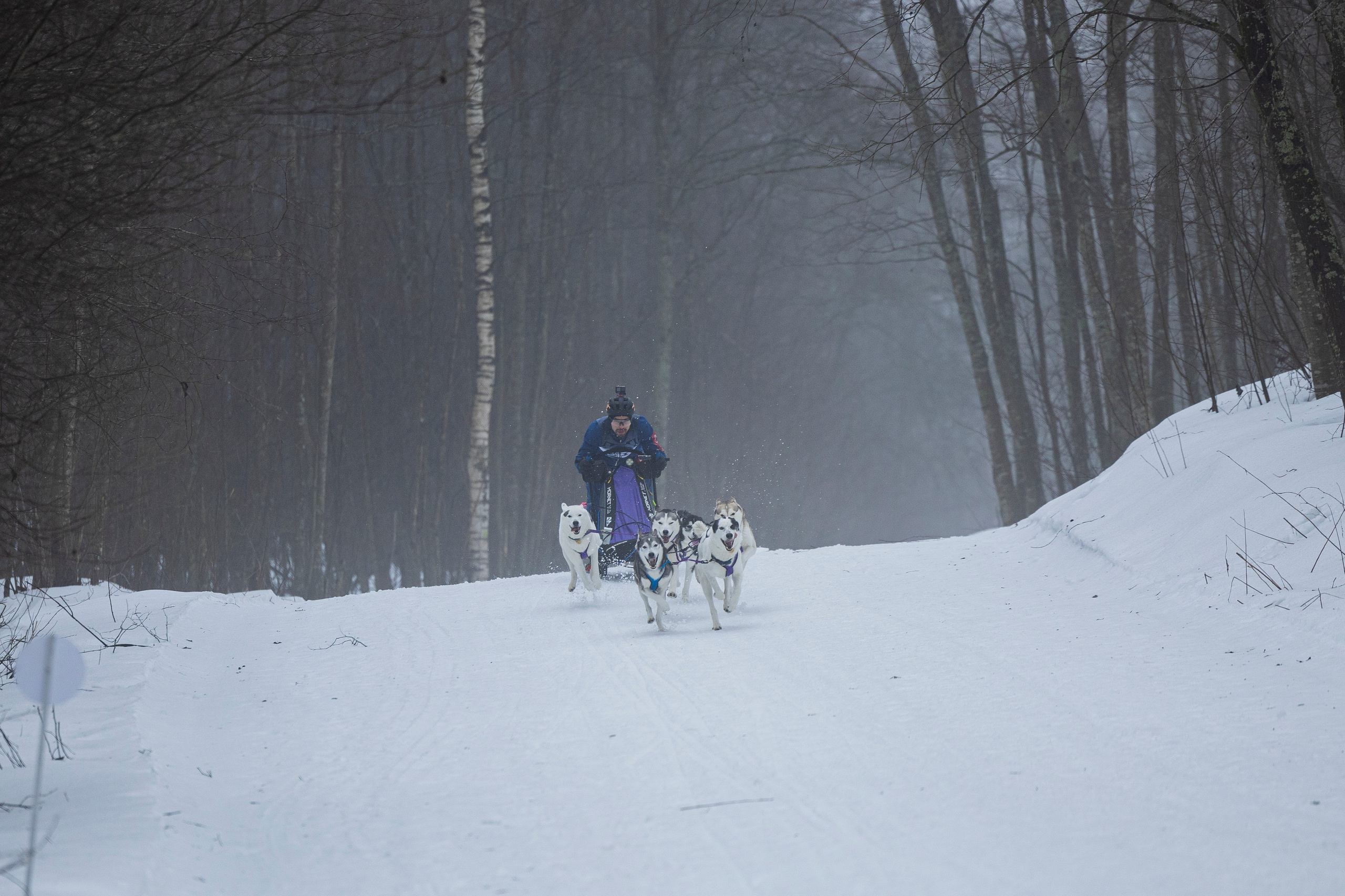 Зимний Чемпионат Санкт-Петербурга по ездовому спорту. Фотограф-анималист Анна Маринич