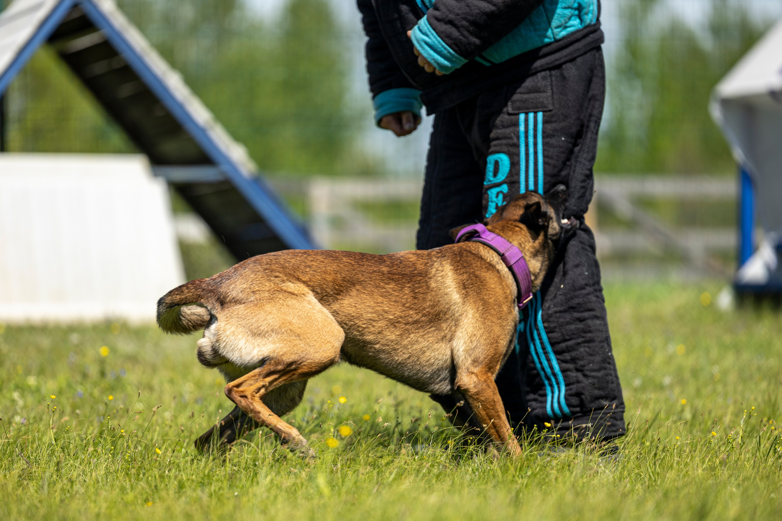 Испытания по мондьорингу в Нижнем Новгороде. Фотограф-анималист Анна Маринич