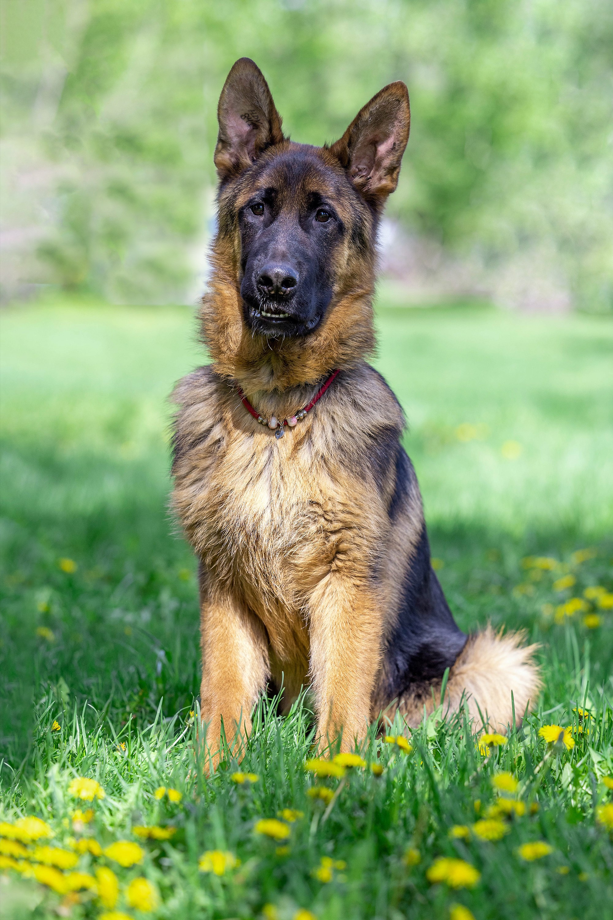 Заринговая съёмка на выставках собак. Фотограф-анималист в Омске Екатерина Маричева