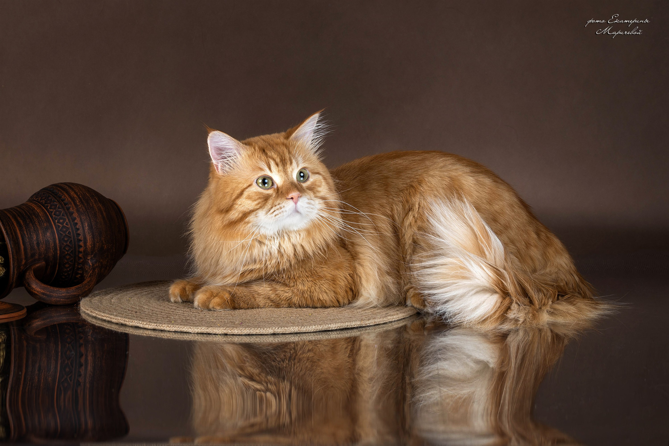 Стендовая съёмка на выставках кошек. Фотограф-анималист в Омске Екатерина Маричева