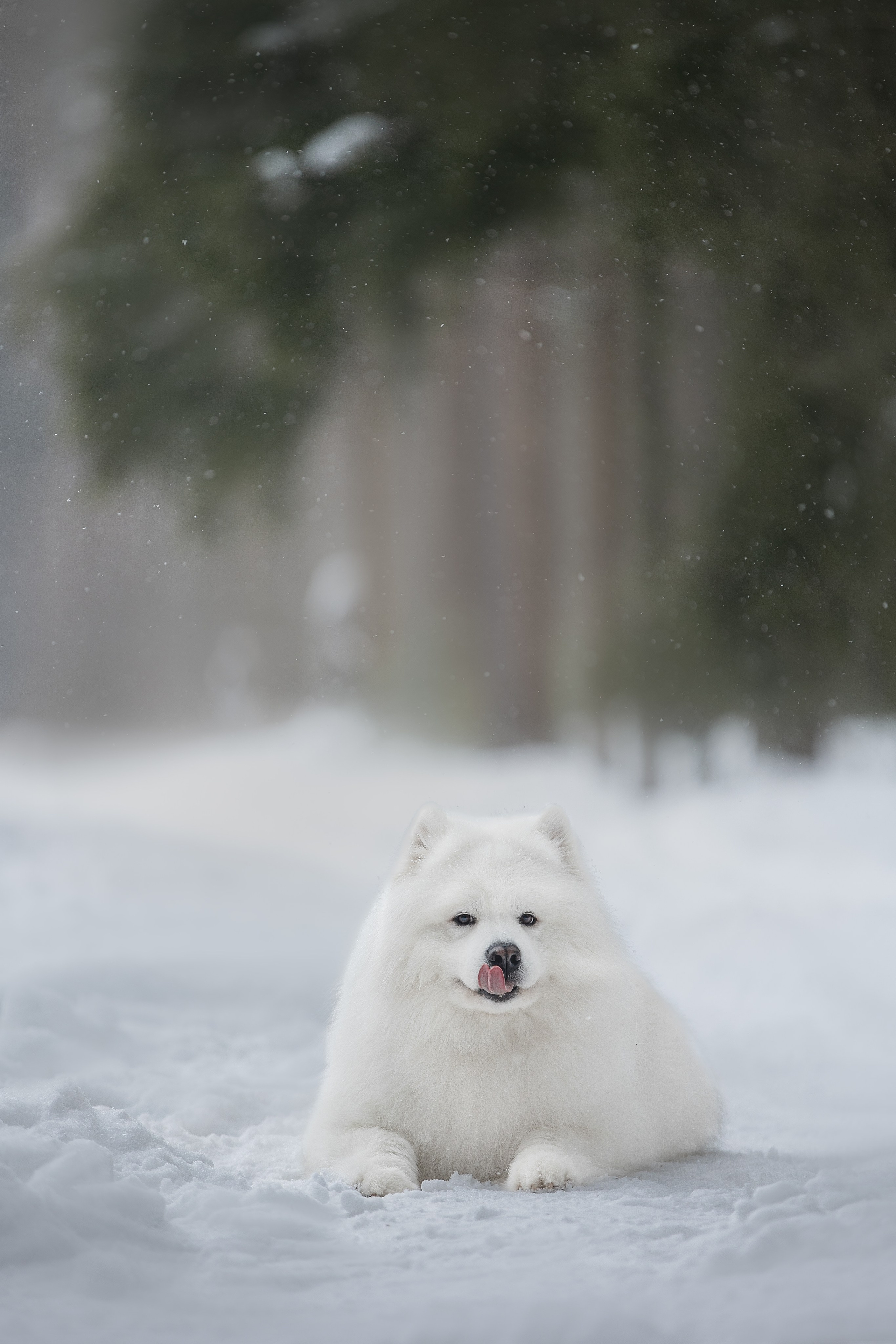 Самоедские мальчишки. Фотограф анималист в Москве Майорова Евгения