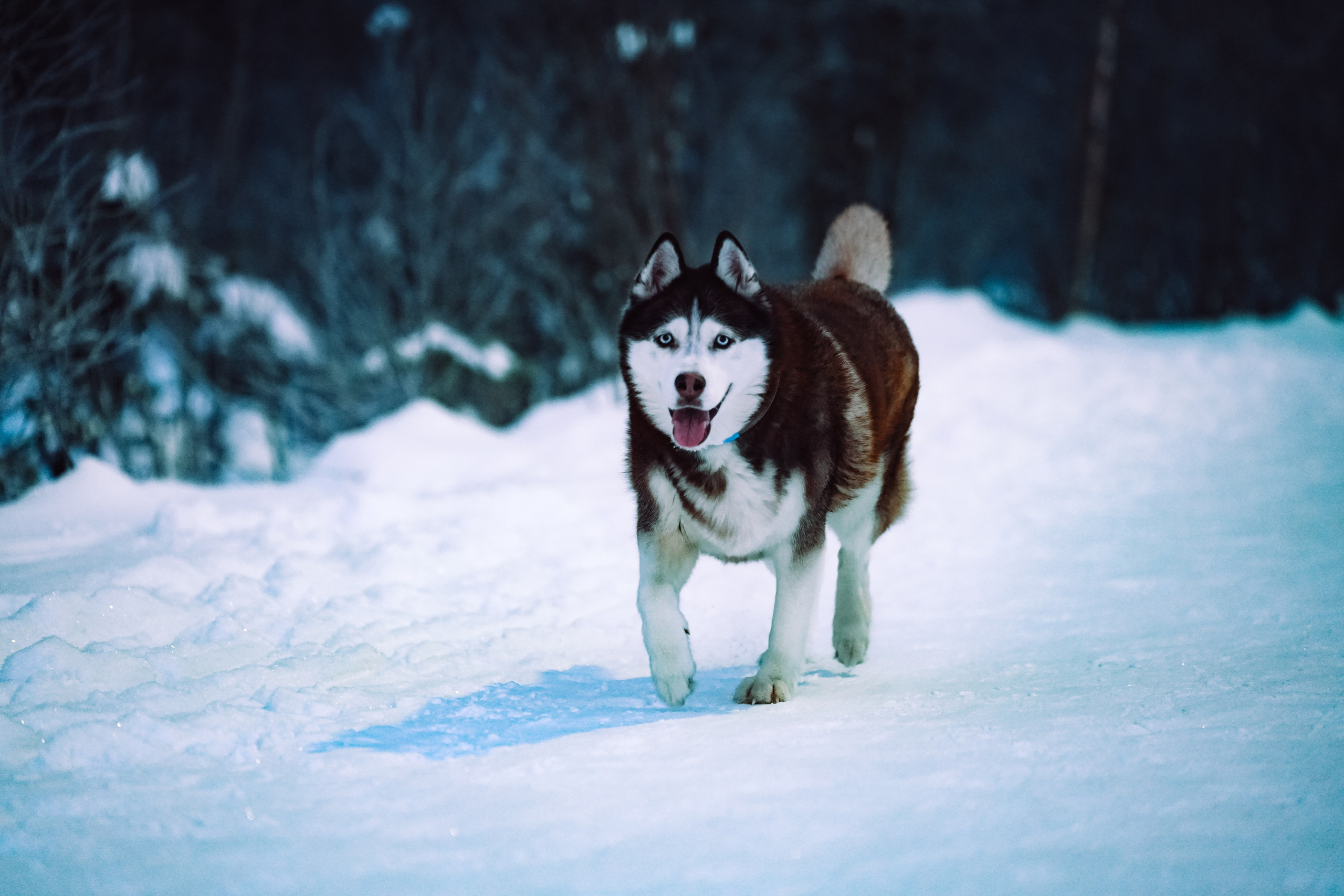 Путешествия. Репортажная съемка фото|видео