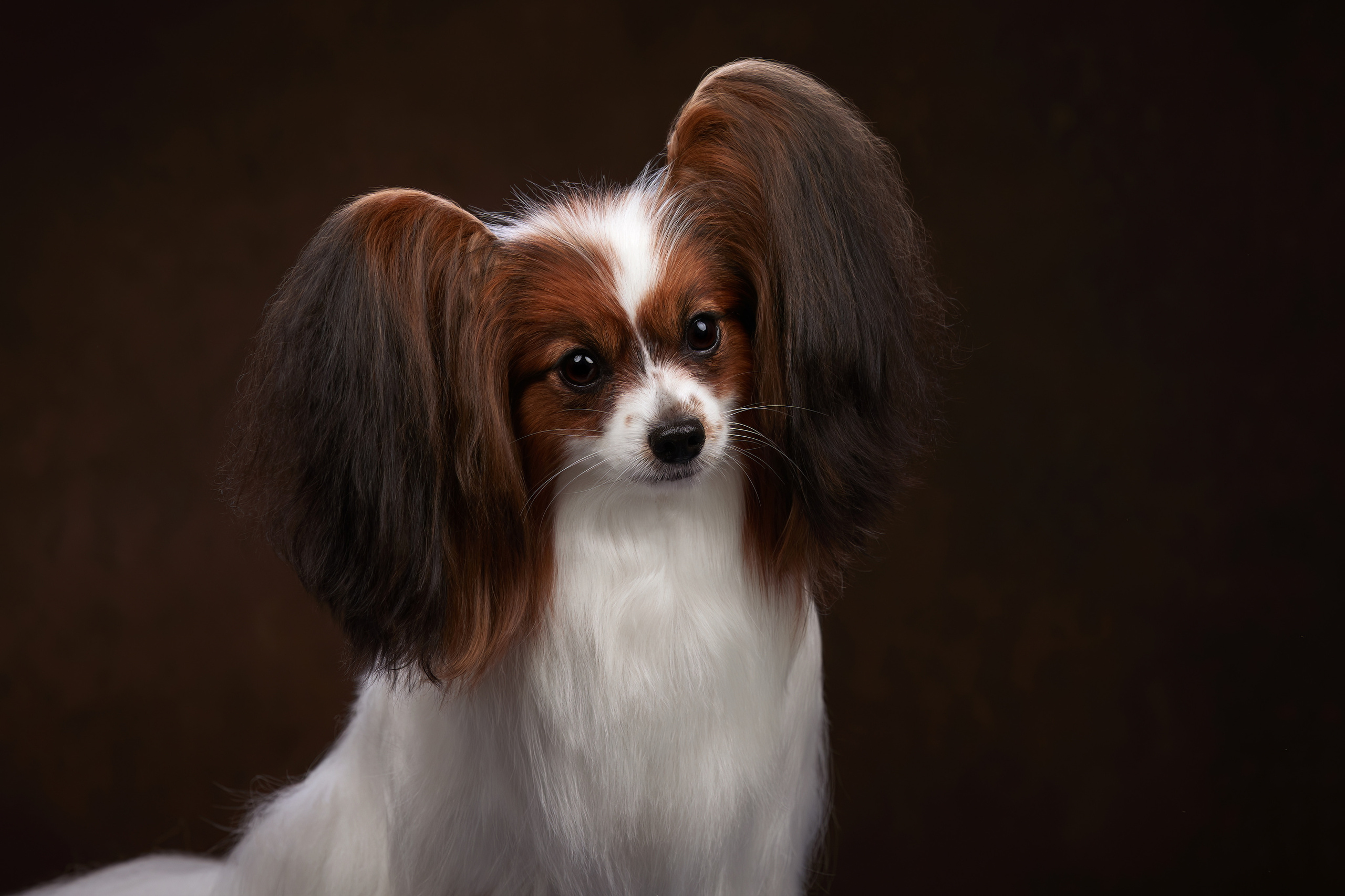 СТУДИЯ. ФОТОГРАФ-АНИМАЛИСТ l LANA POLYAKOVA