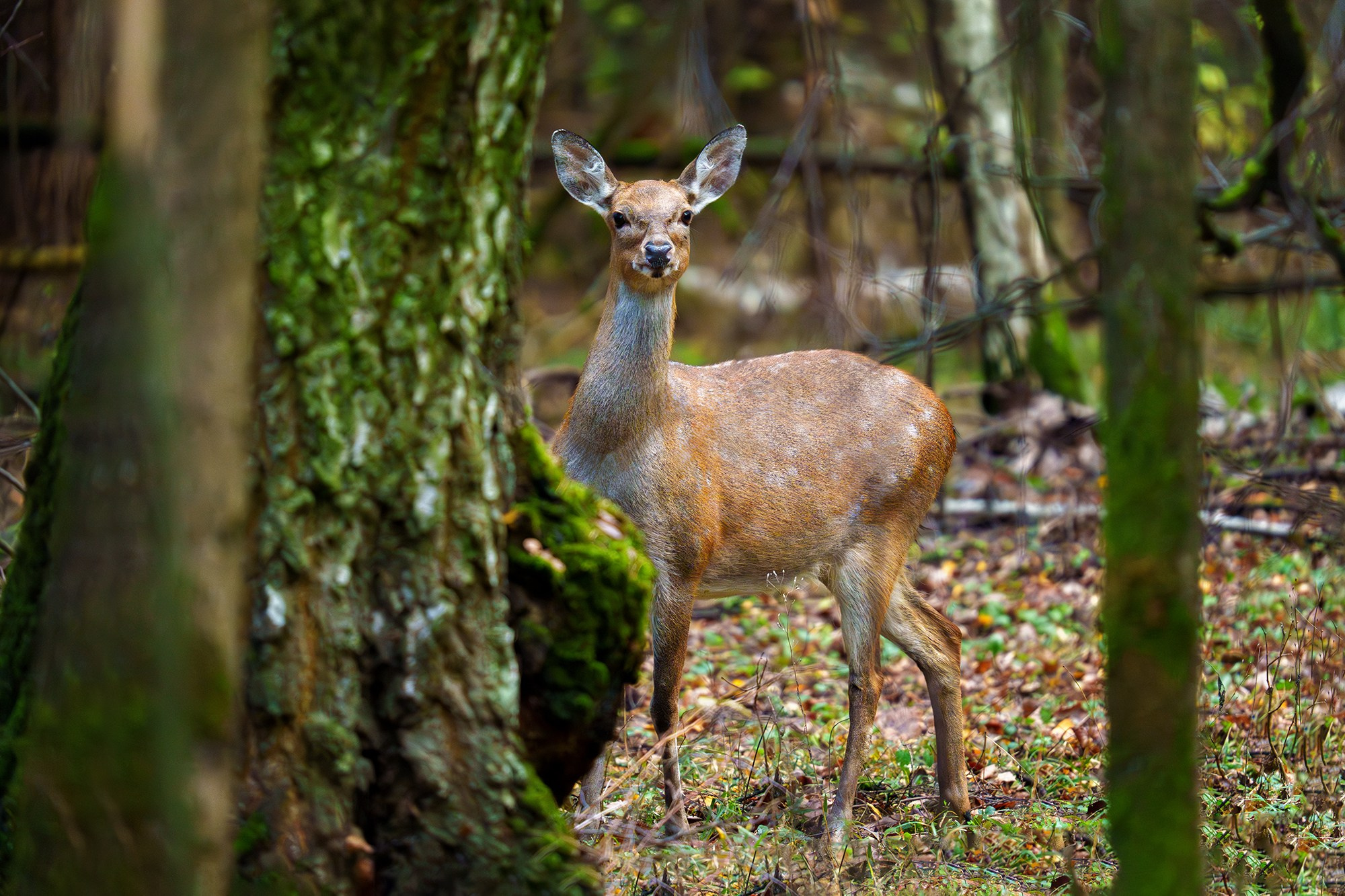 Животные. Ваш личный фотограф Марина Волкова