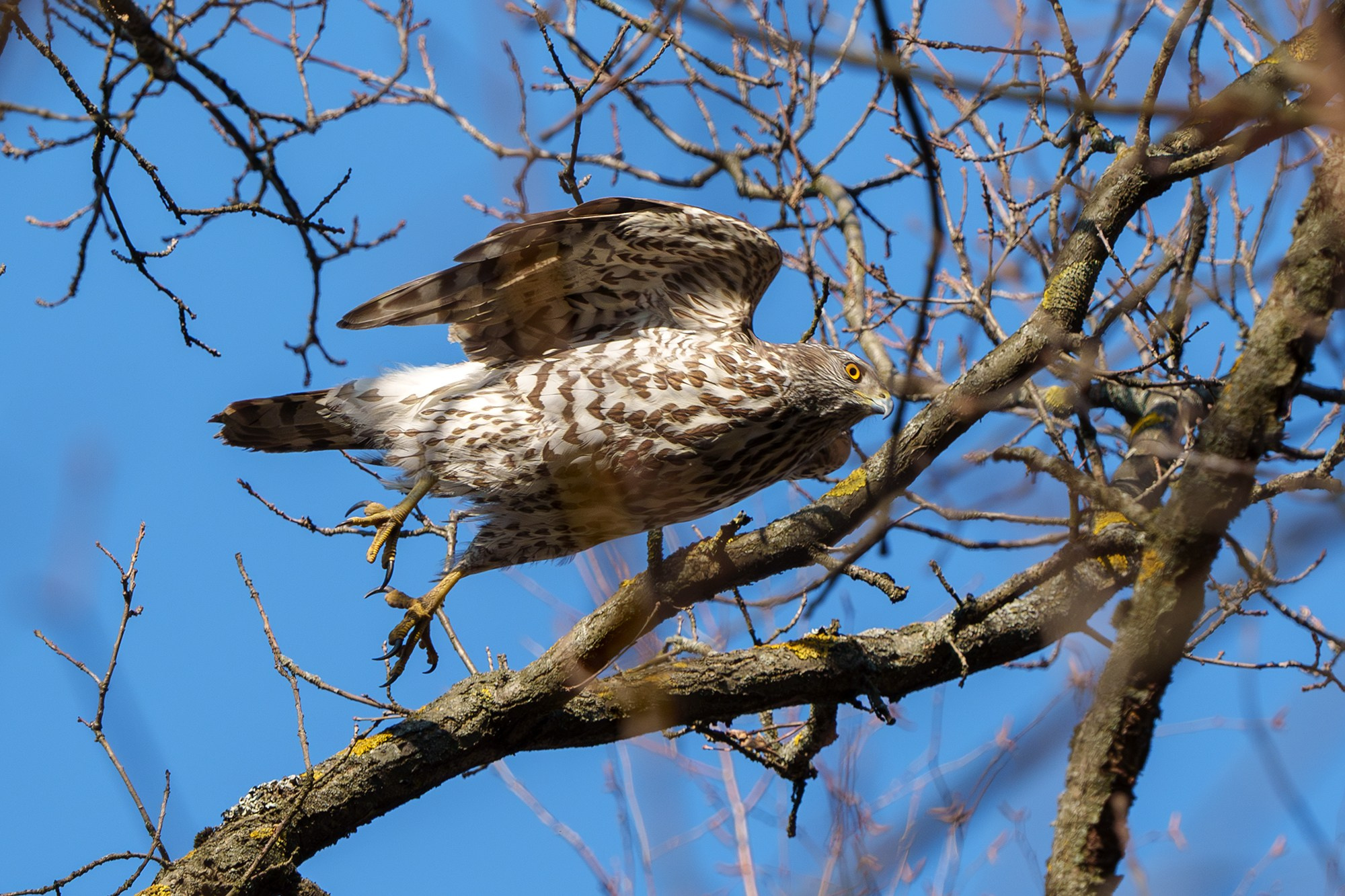 Удивительные мир птиц. Вокруг нас столько прекрасного — присмотритесь!. Ваш личный фотограф Марина Волкова