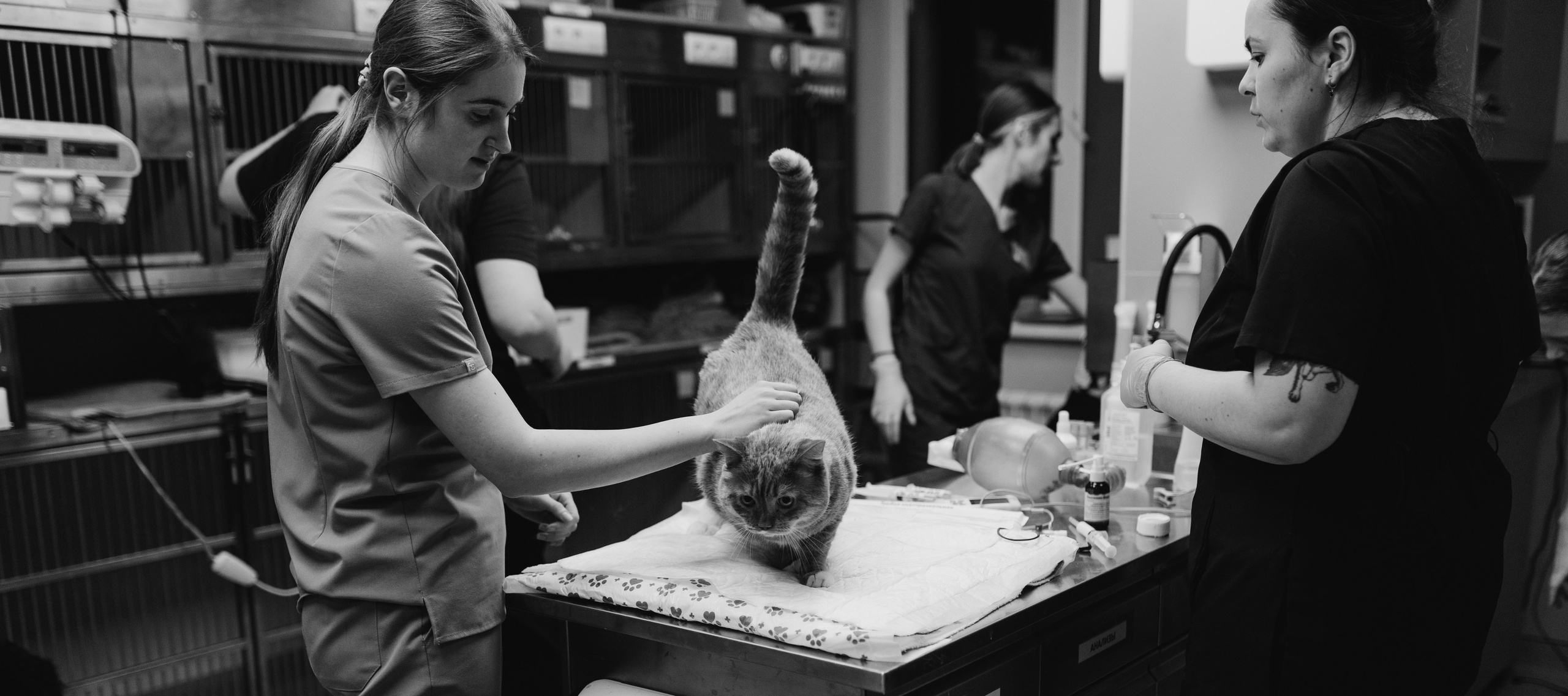 VetLife. Татьяна Афонина | Фотограф