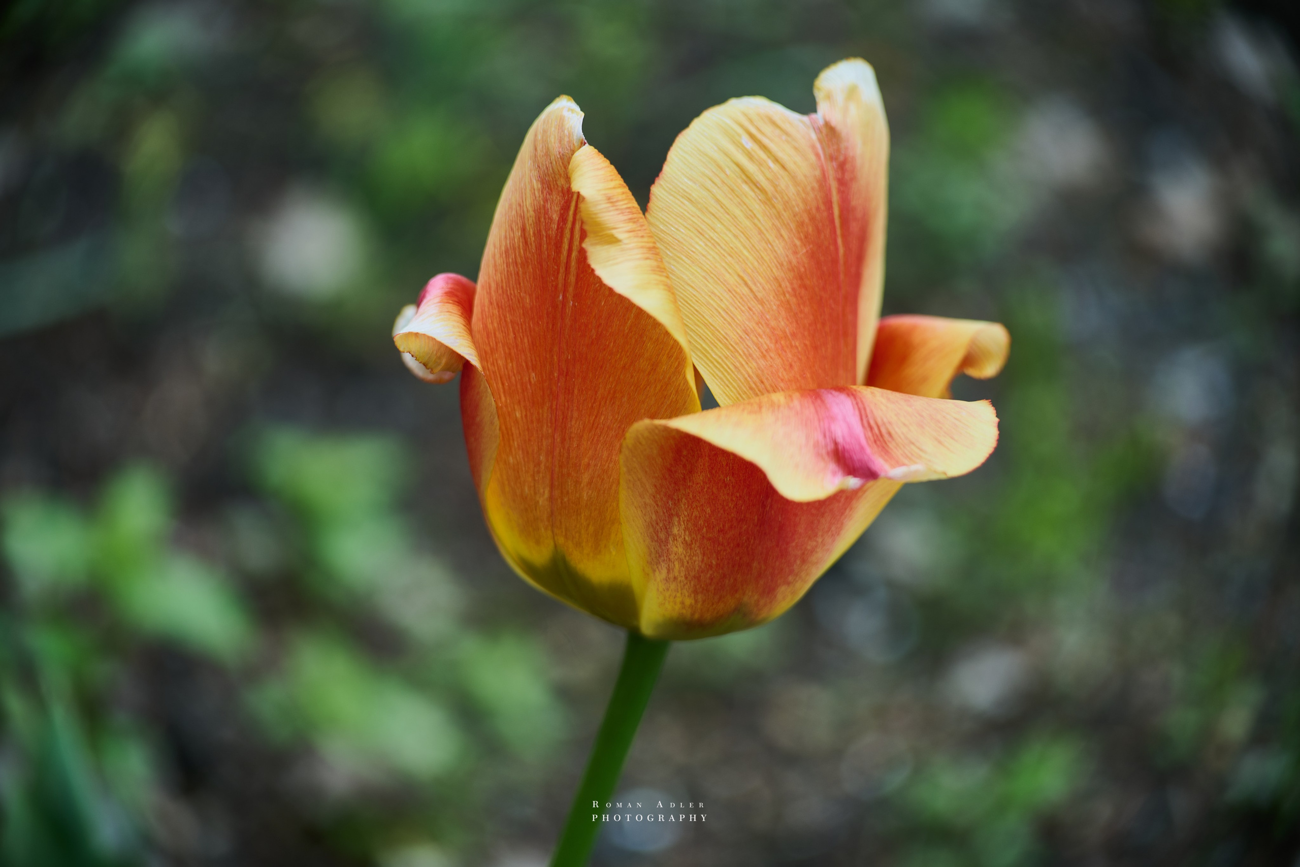 Фотографии весенних цветов. Фотограф Роман Адлер. Фотограф Роман Адлер