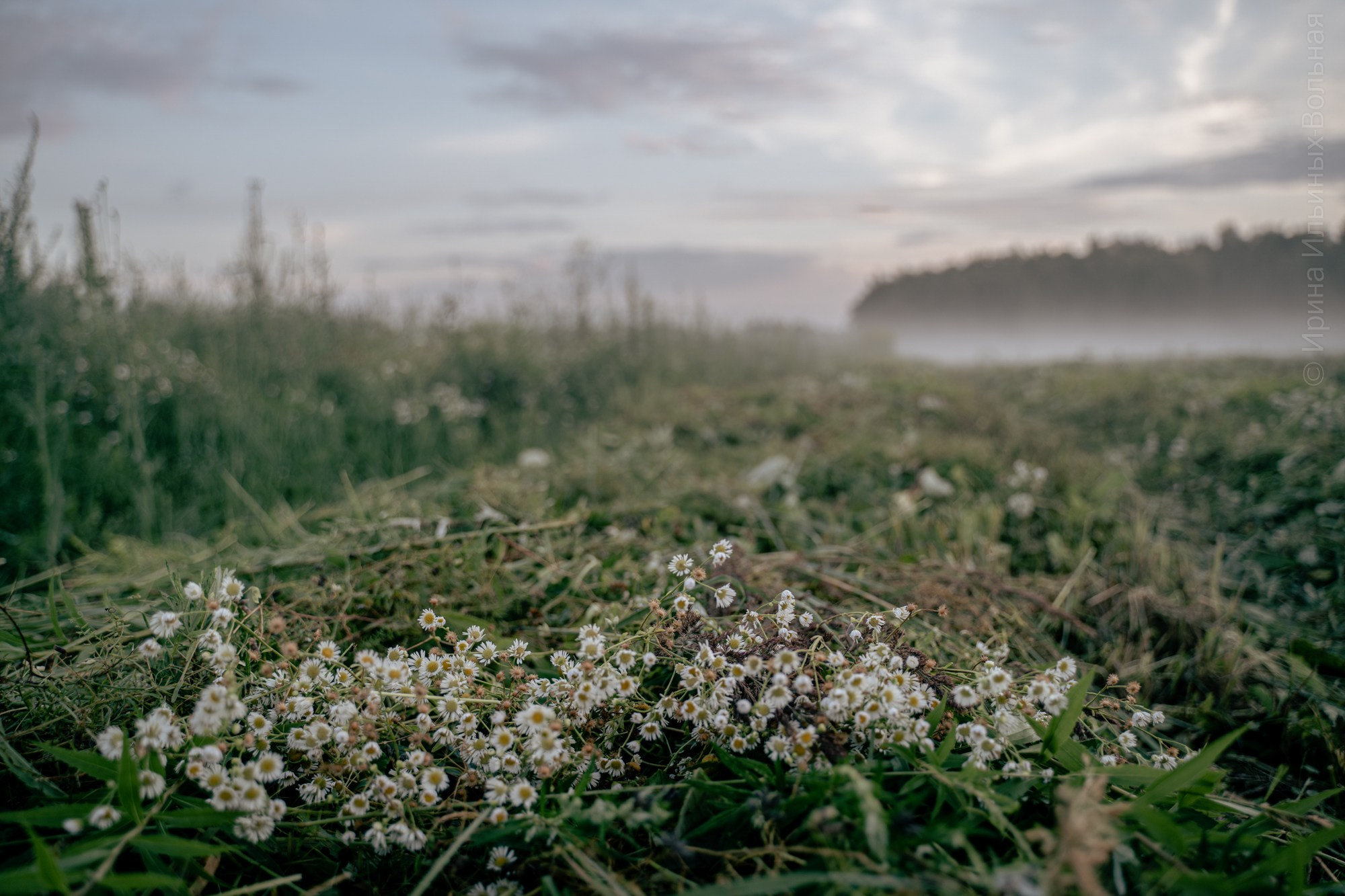 Фотокартины. Семейный фотограф Ирина Ильиных-Вольная в Москве и не только