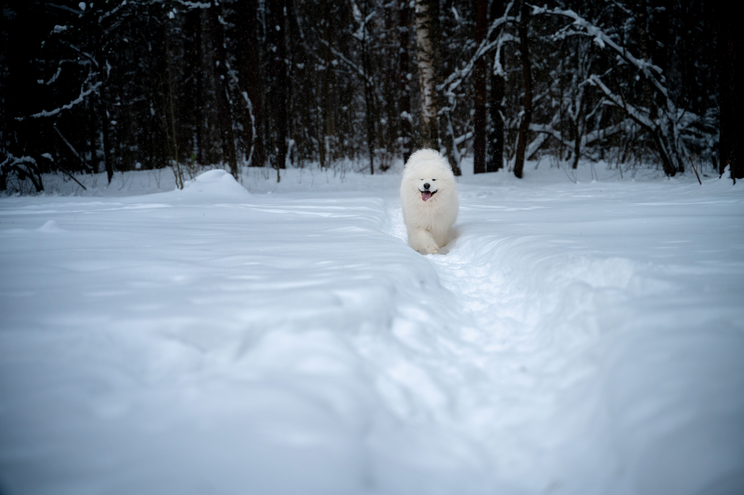 Прогулка с собакой. Зима, лес, Москва. Vadim Nevenglovskii Фотограф в разных жанрах