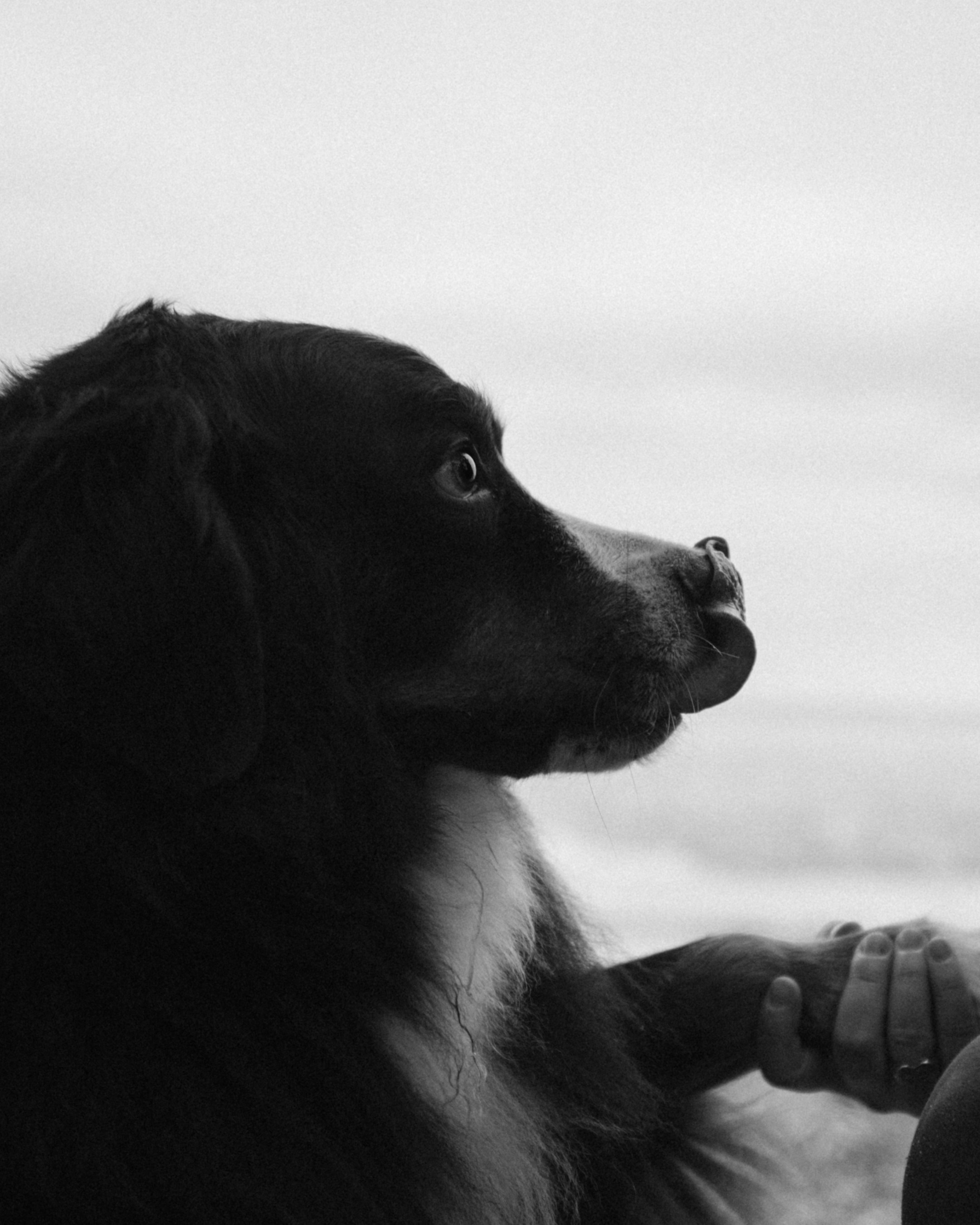 Прогулка: берн Пума, Фрэнк и Юля в Питере. Портфолио