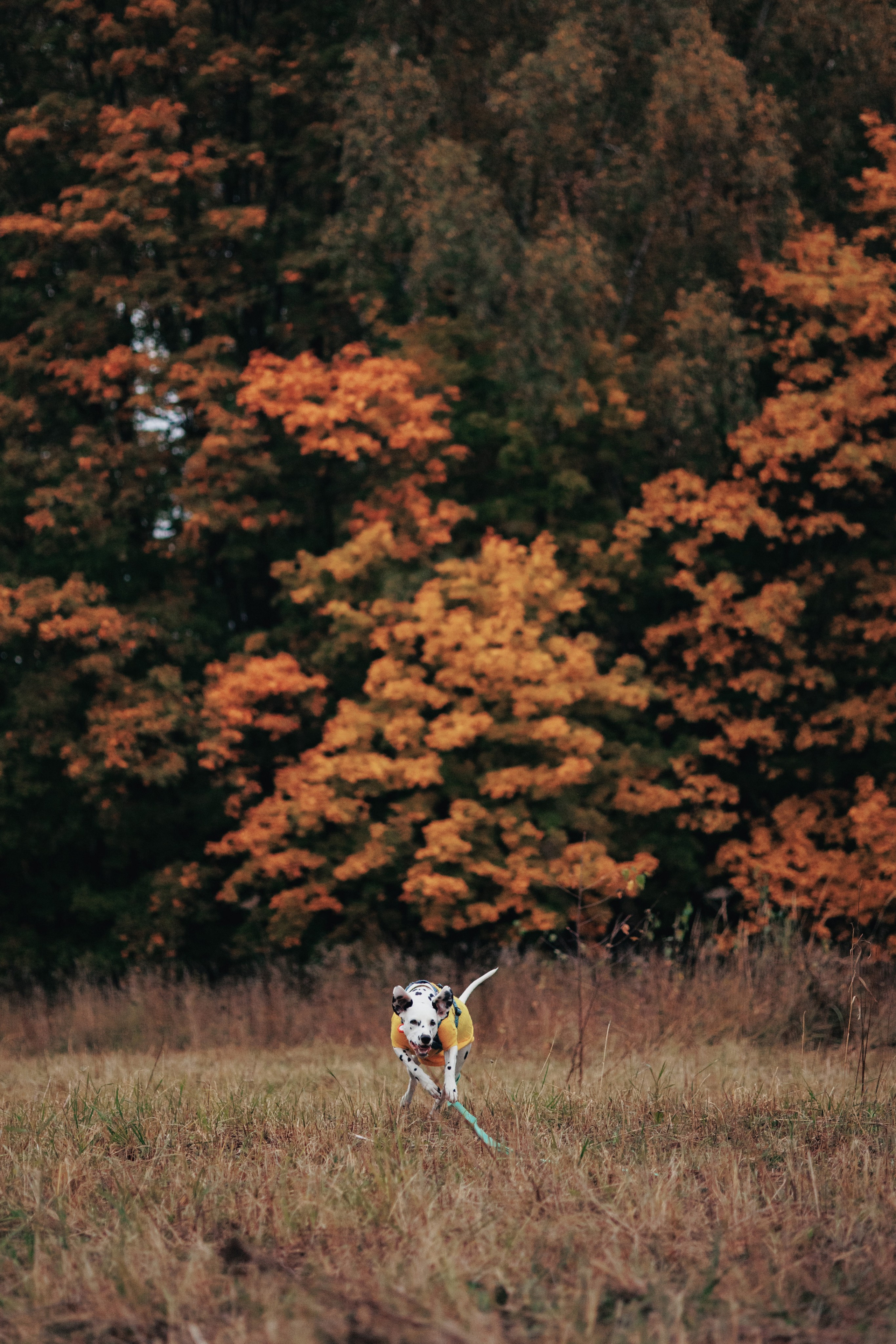 Съемка с собакой. Анастасия Белаш